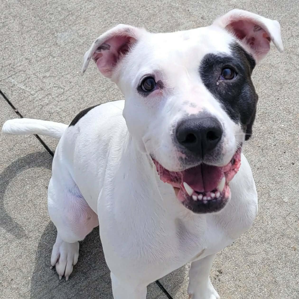 Enlarge Sarabi! Pretty Pup!, a ADOPTABLE mixed breed in Meriden, CT image 5/6