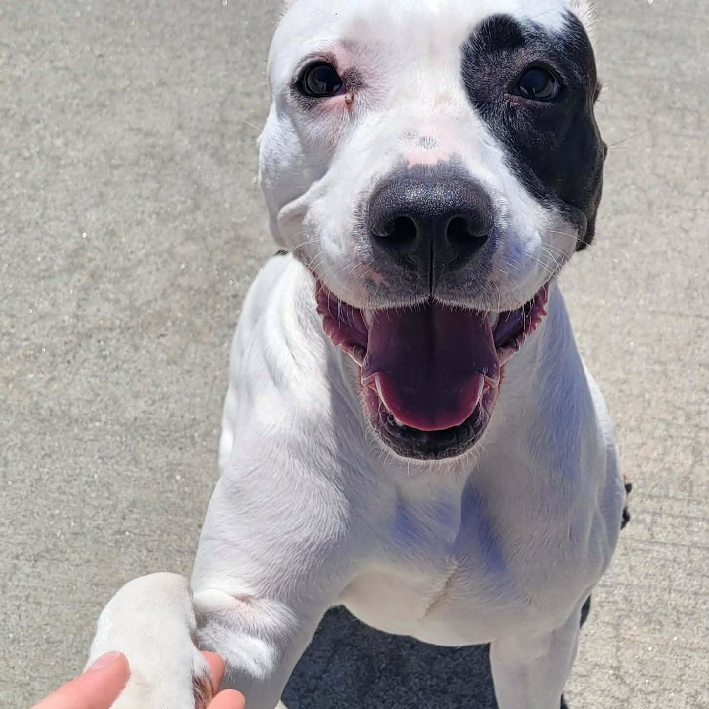 Enlarge Sarabi! Pretty Pup!, a ADOPTABLE mixed breed in Meriden, CT image 4/6