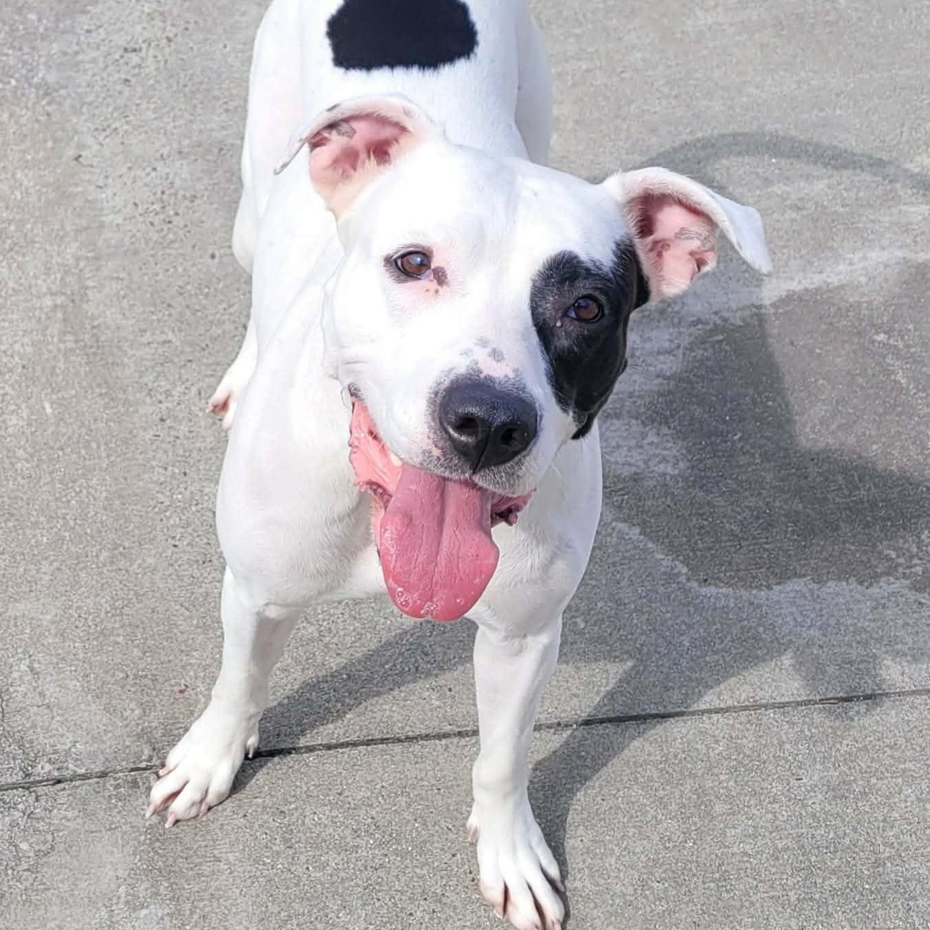 Enlarge Sarabi! Pretty Pup!, a ADOPTABLE mixed breed in Meriden, CT image 2/6