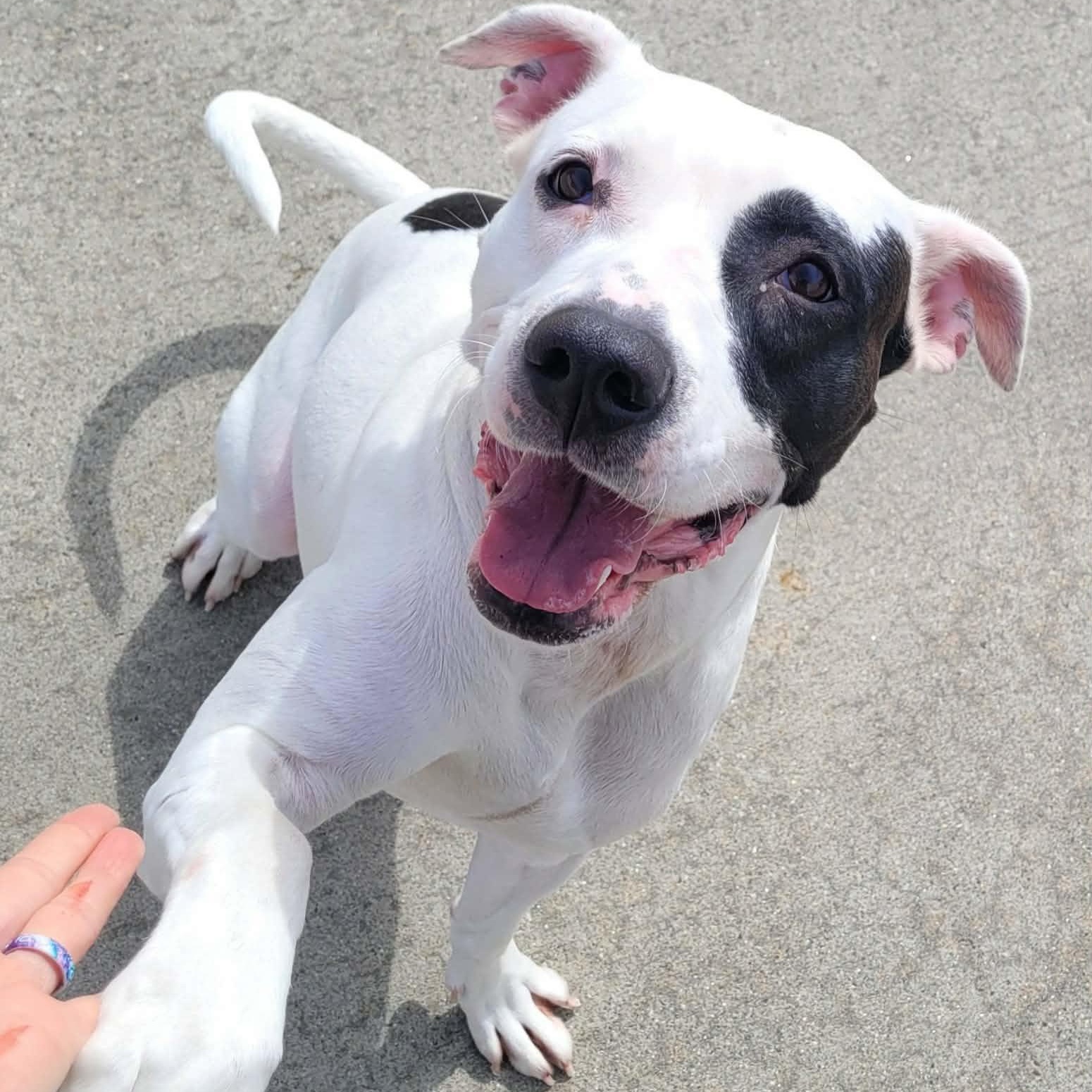 Enlarge Sarabi! Pretty Pup!, a ADOPTABLE mixed breed in Meriden, CT image 6/6