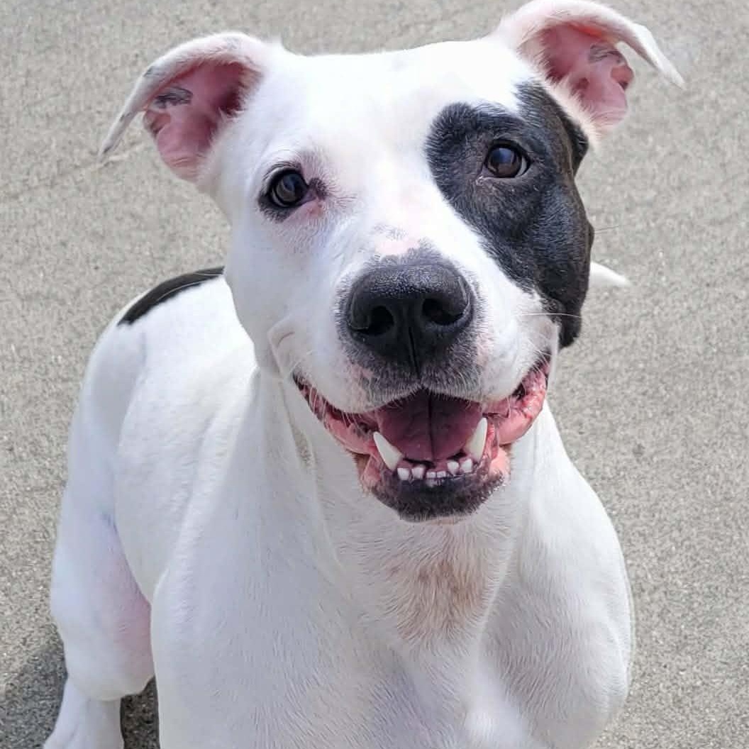 Sarabi! Pretty Pup!, ADOPTABLE, Young Female Pit Bull Terrier & Terrier.