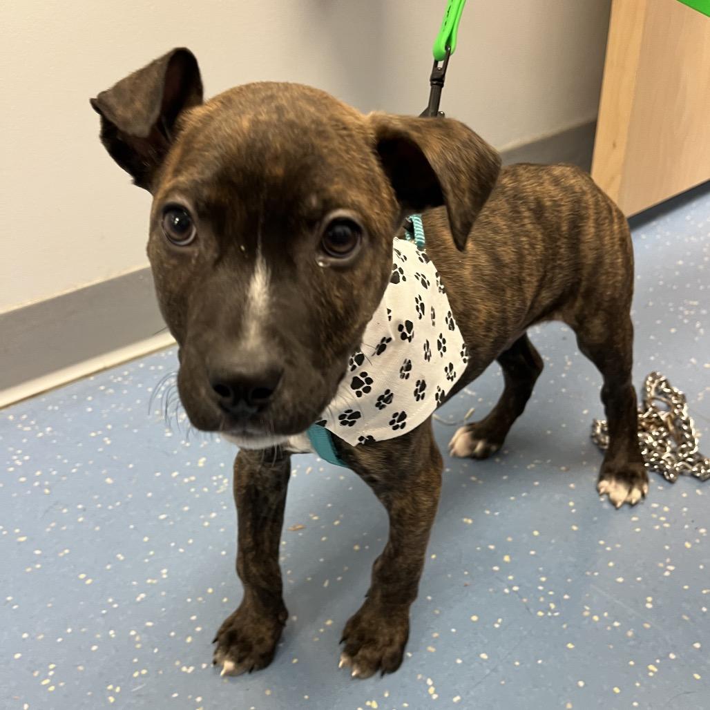 Enlarge Tripp, a Adoptable Pit Bull Terrier in Watertown, NY image 1/3