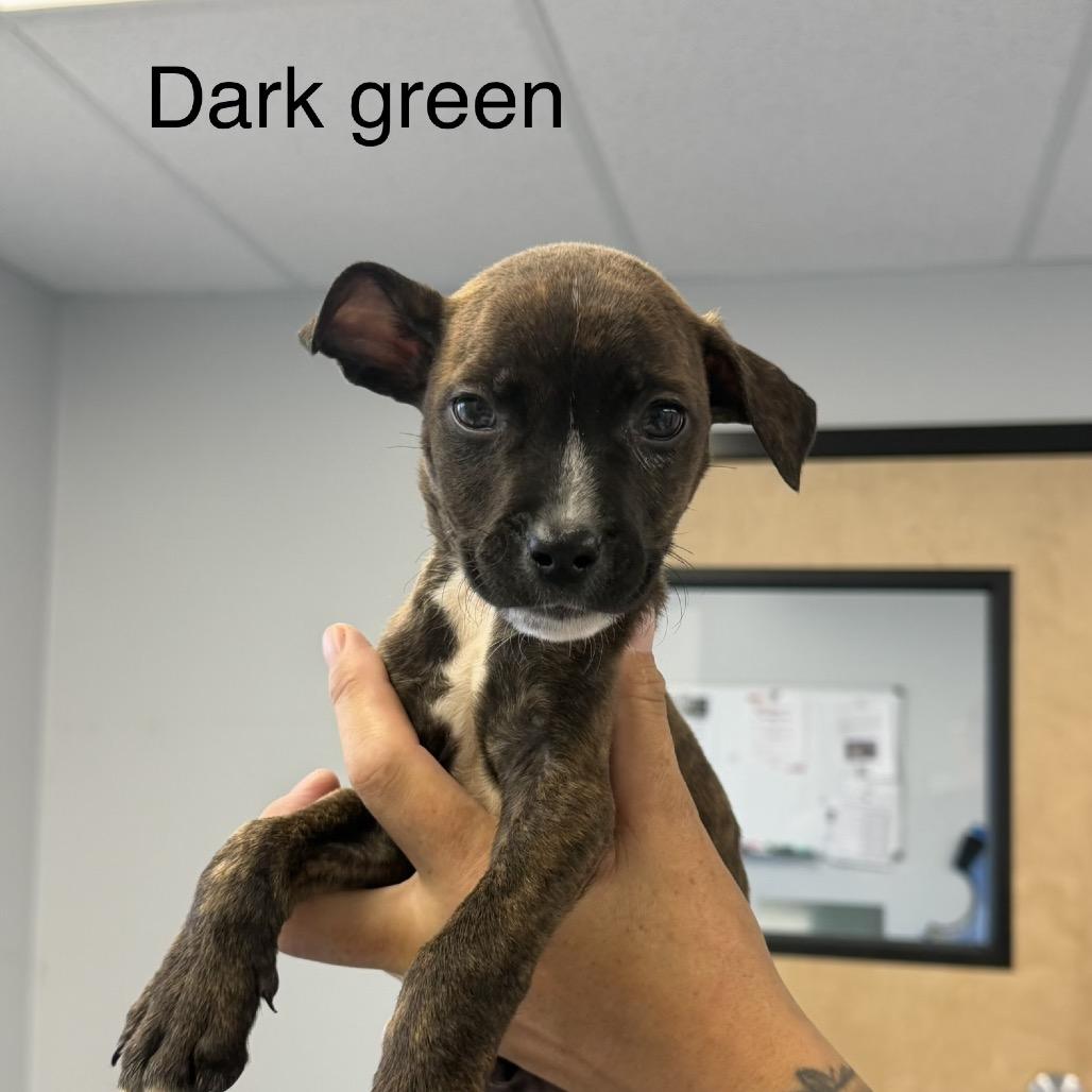 Enlarge Tripp, a Adoptable Pit Bull Terrier in Watertown, NY image 2/3