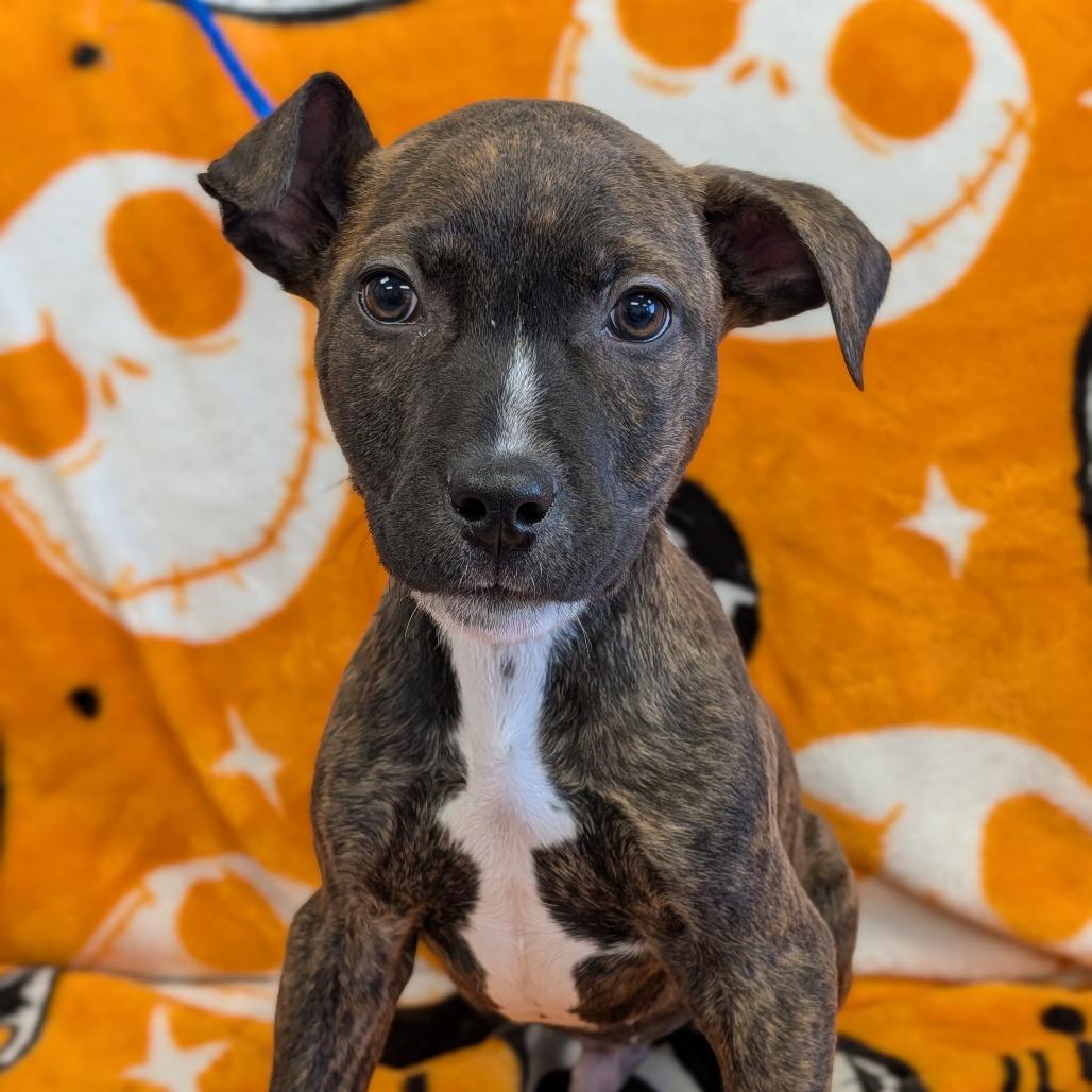 Enlarge Tripp, a Adoptable Pit Bull Terrier in Watertown, NY image 3/3