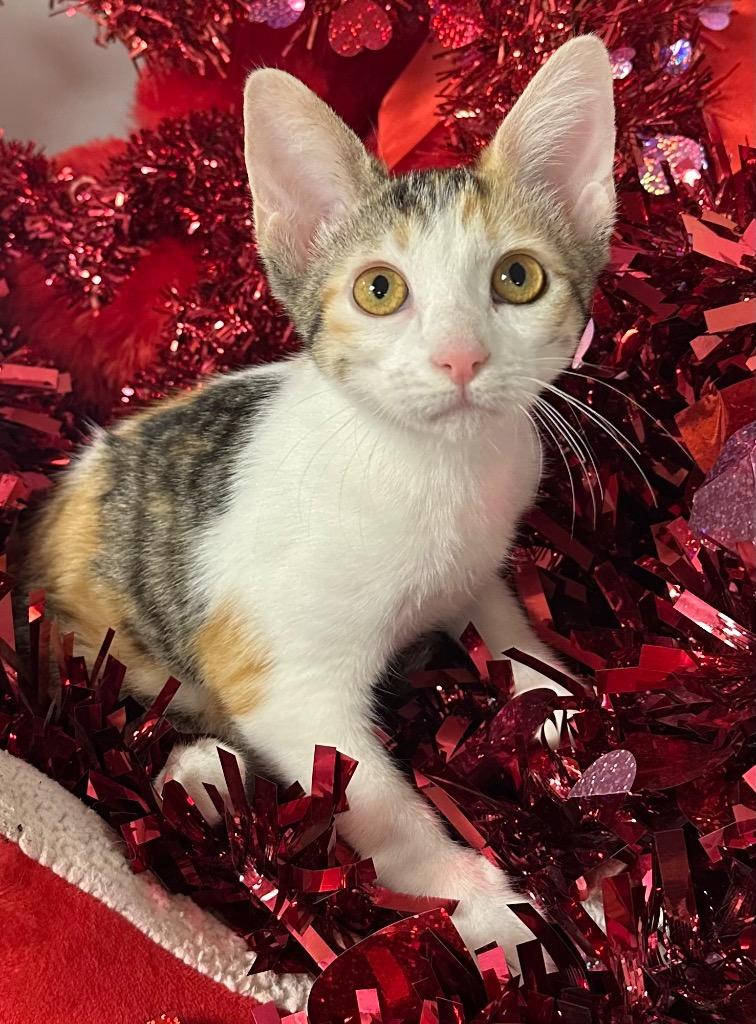 11/25/25 Pepper, Adoptable, Kitten Female Domestic Short Hair.