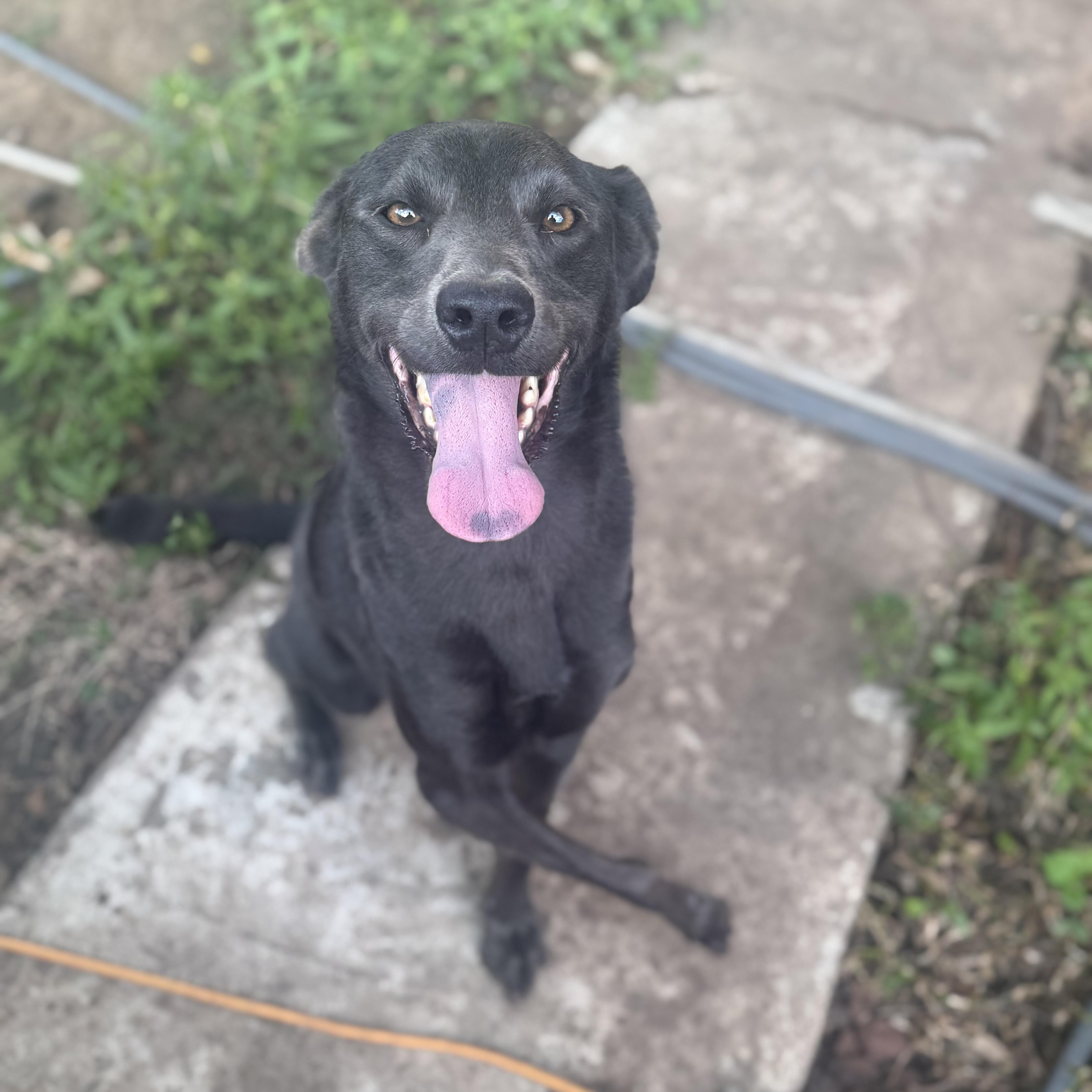 Gracie Mae, Adoptable, Adult Female Black Labrador Retriever.