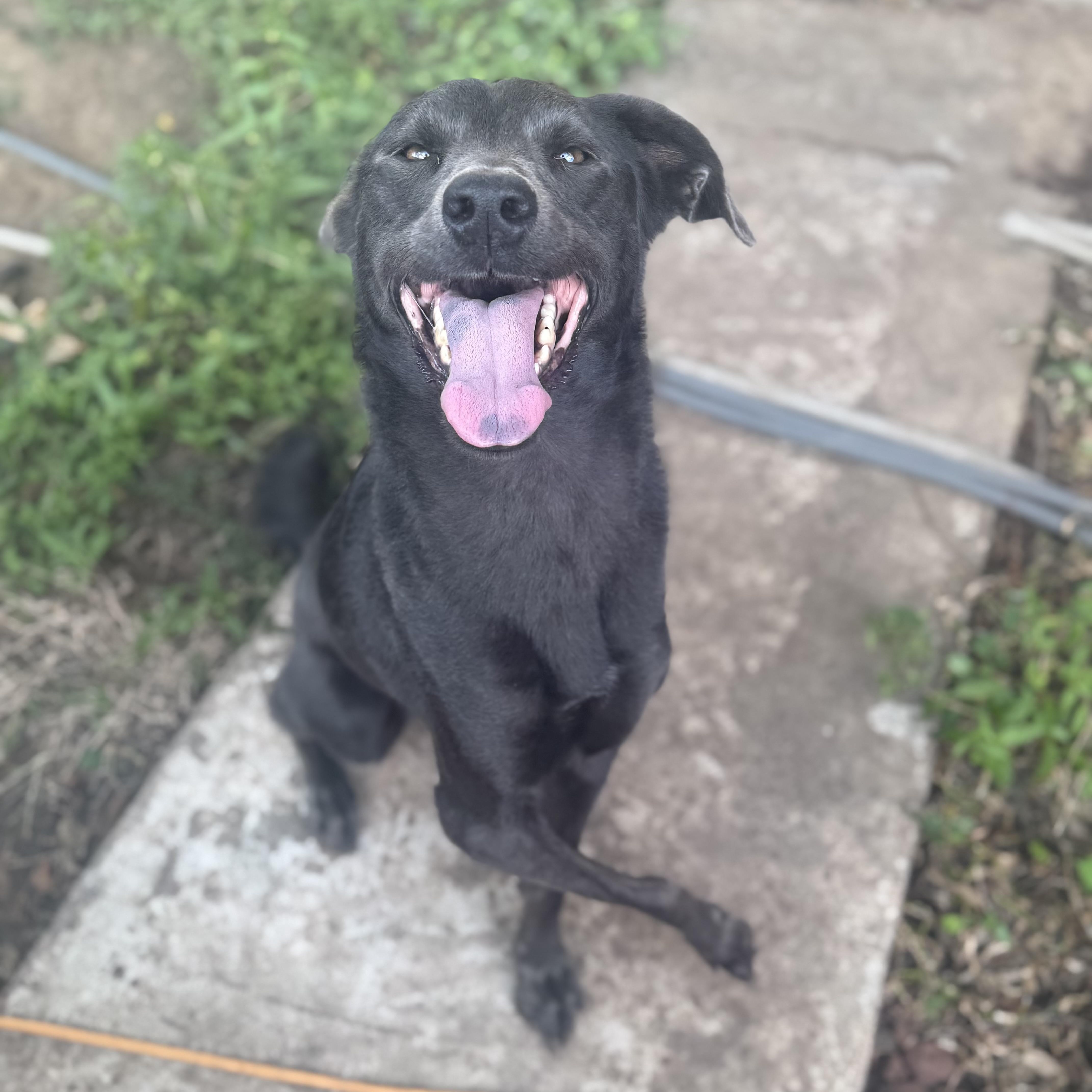 Enlarge Gracie Mae, a Adoptable mixed breed in Oklahoma City, OK image 3/6