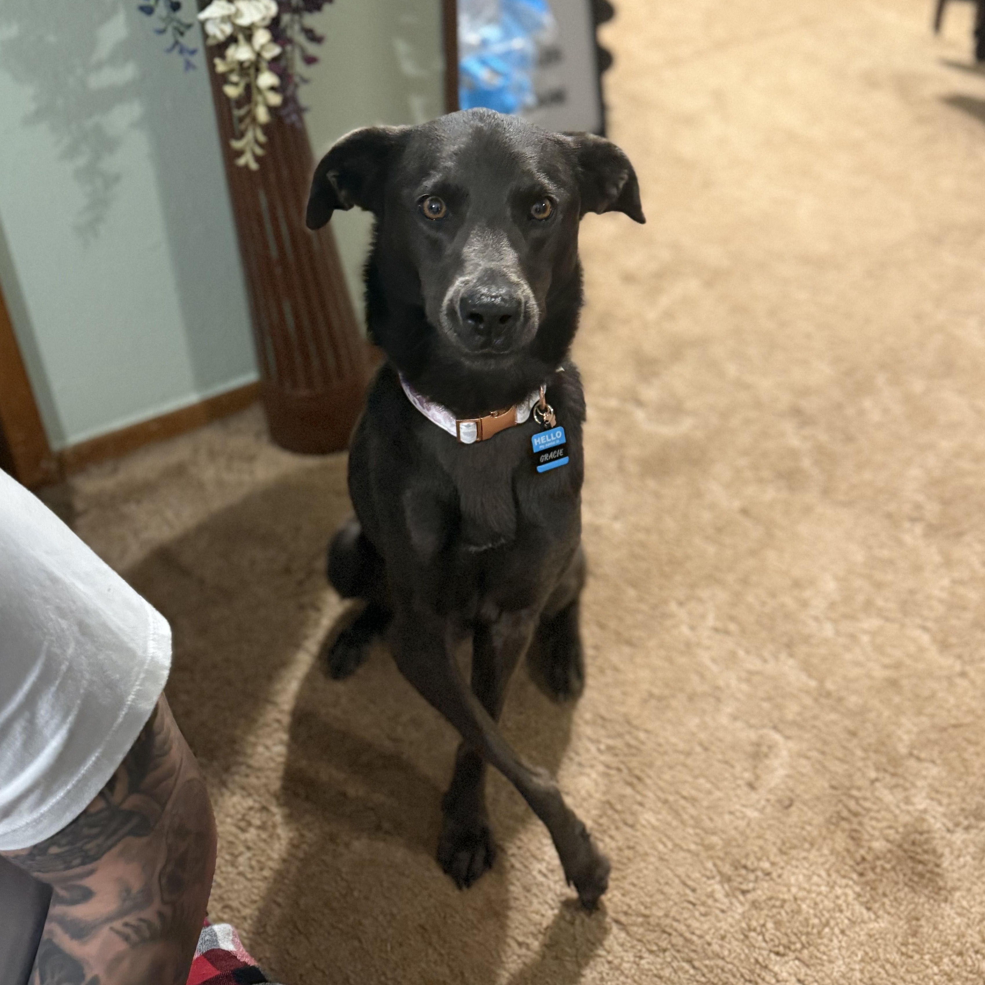 Enlarge Gracie Mae, a Adoptable mixed breed in Oklahoma City, OK image 5/6