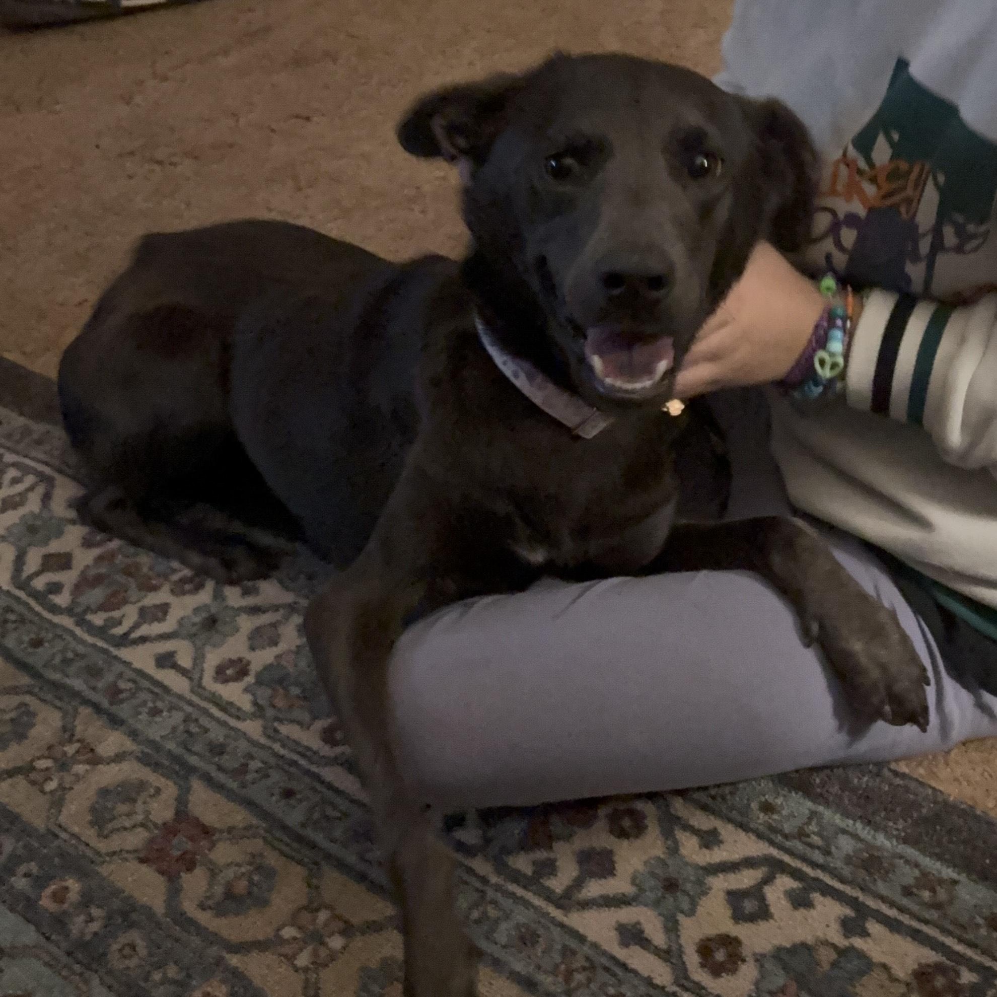 Enlarge Gracie Mae, a Adoptable mixed breed in Oklahoma City, OK image 6/6