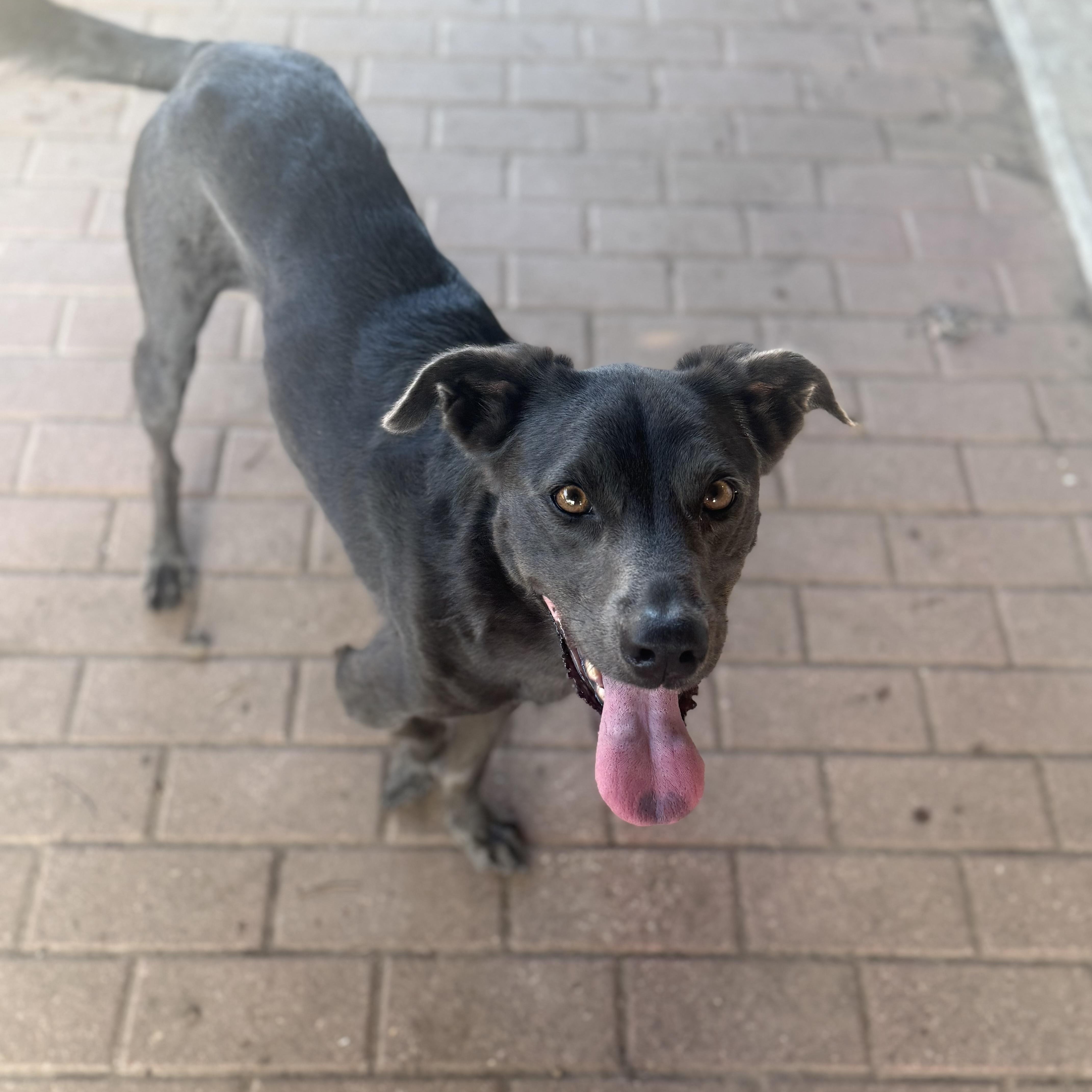 Enlarge Gracie Mae, a Adoptable mixed breed in Oklahoma City, OK image 4/6