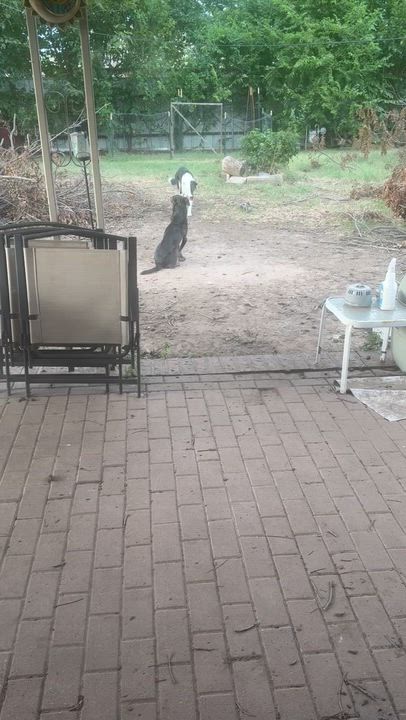 Enlarge Gracie Mae, a Adoptable mixed breed in Oklahoma City, OK video 2/6