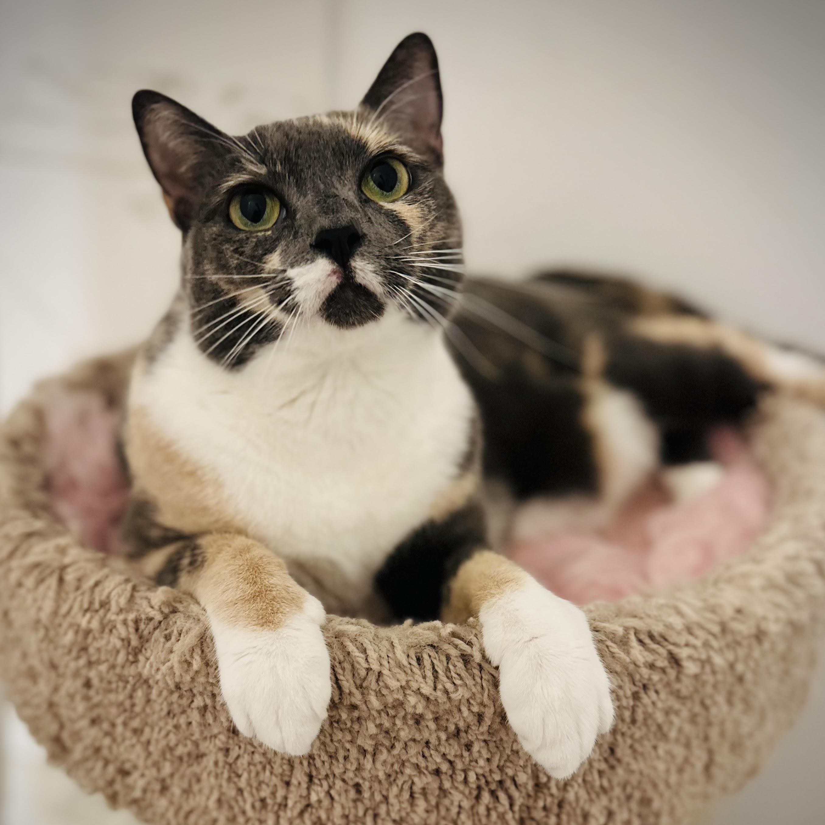 Enlarge Yoshi, a Adoptable Domestic Short Hair in Denver, CO image 4/4