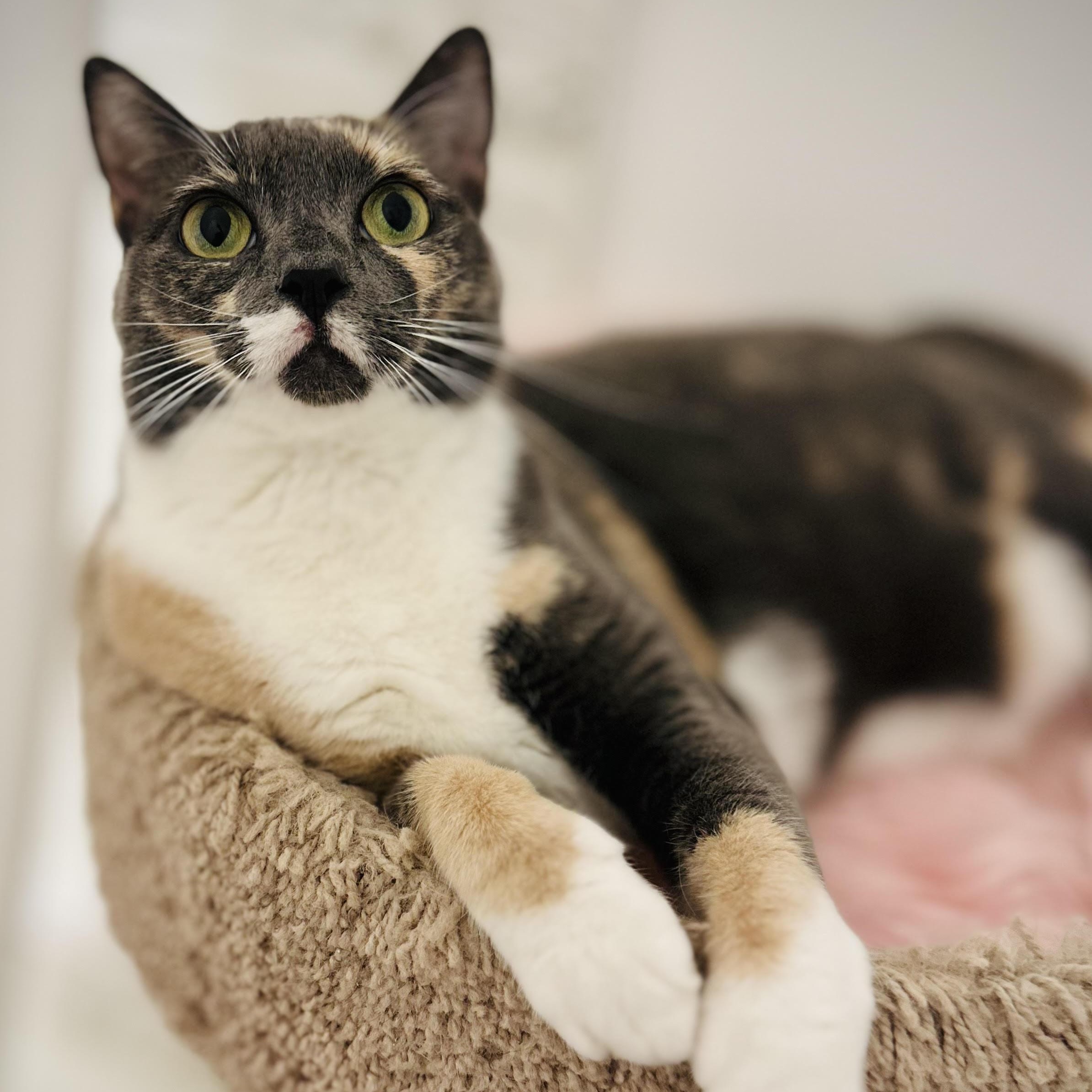 Enlarge Yoshi, a Adoptable Domestic Short Hair in Denver, CO image 3/4