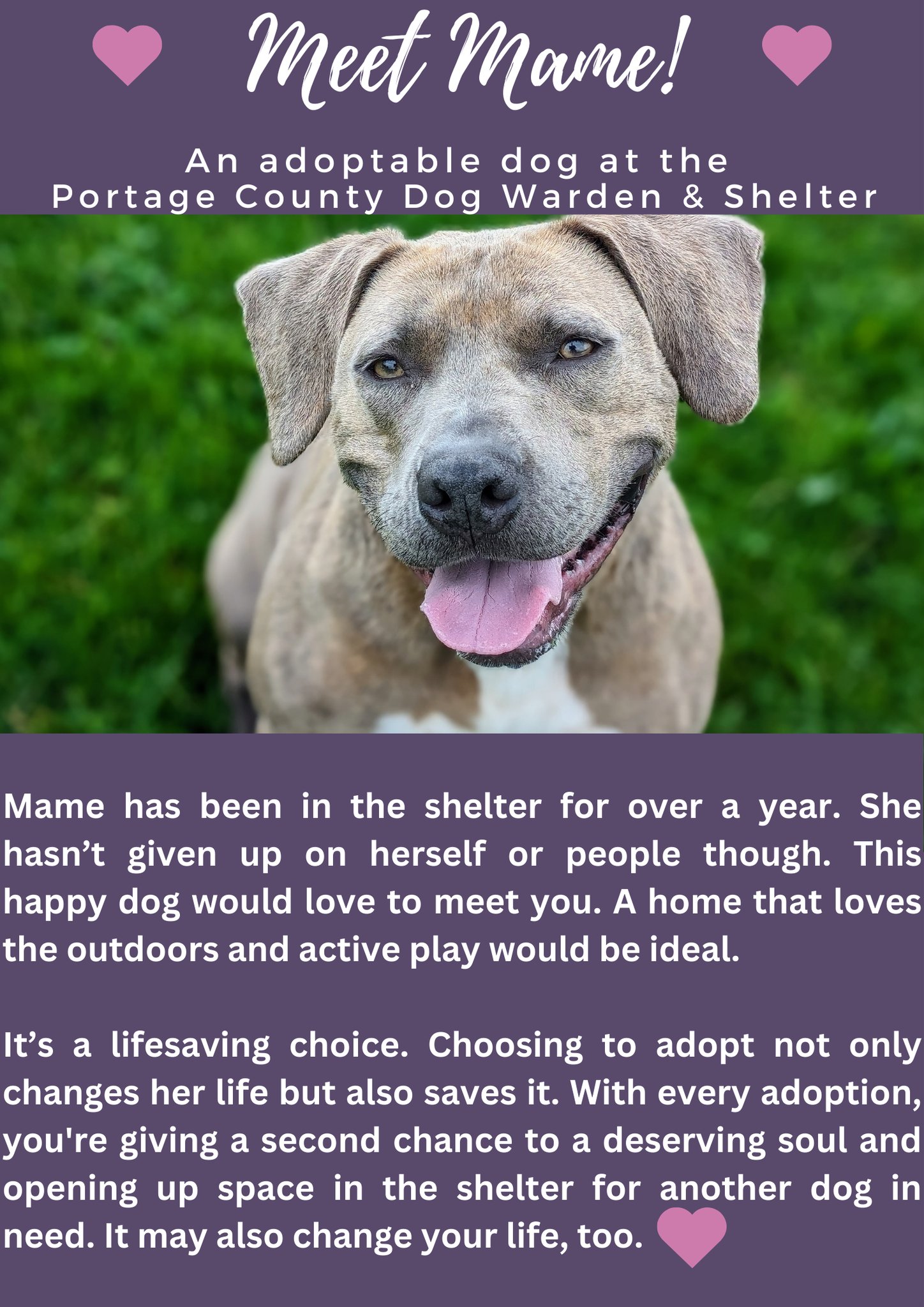 Dog for adoption Mame 171595 Fun Loving GirlAVAILALBE FOR ADOPTION