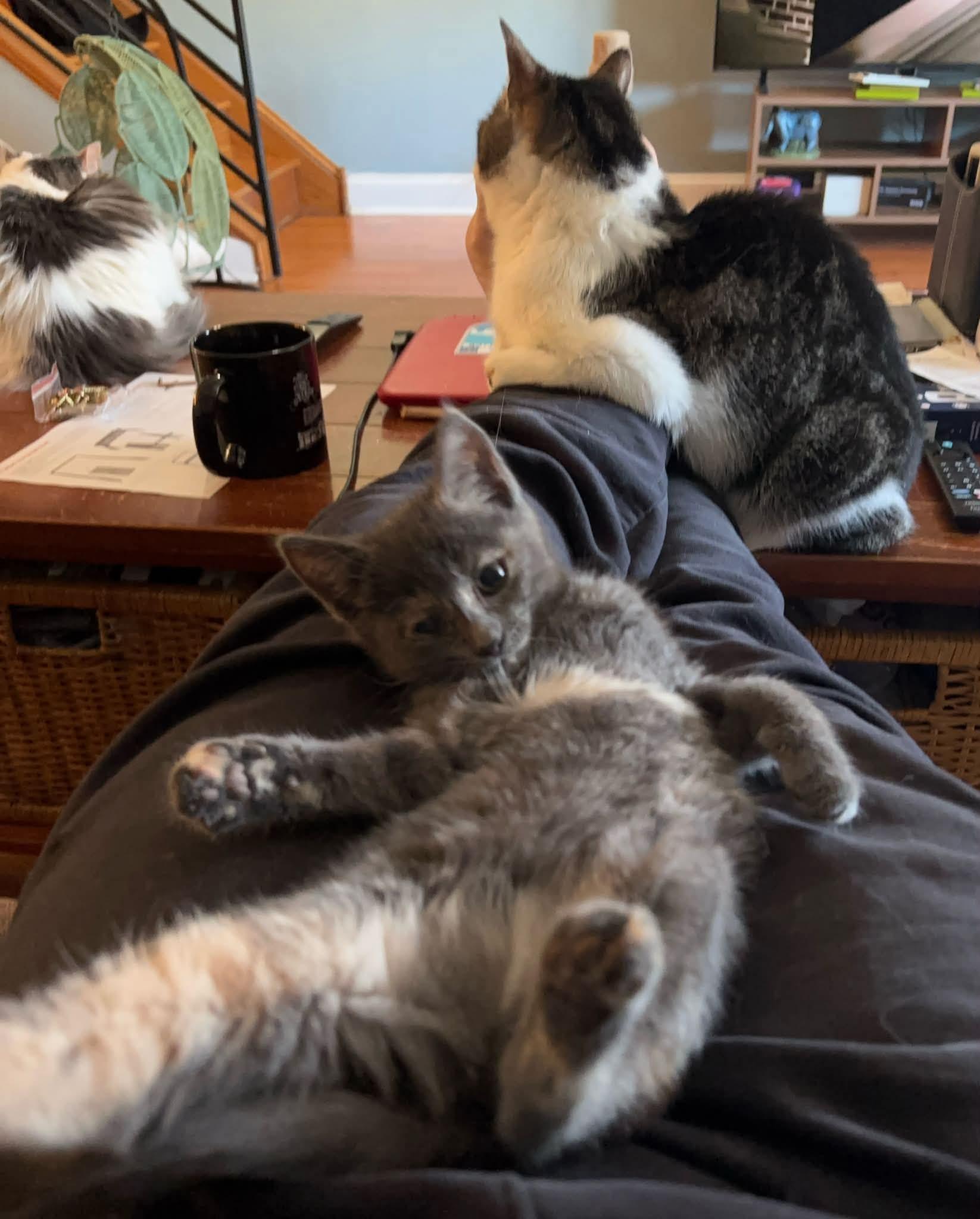 Enlarge Toonces, a Adoptable Domestic Medium Hair in Philadelphia, PA image 4/6
