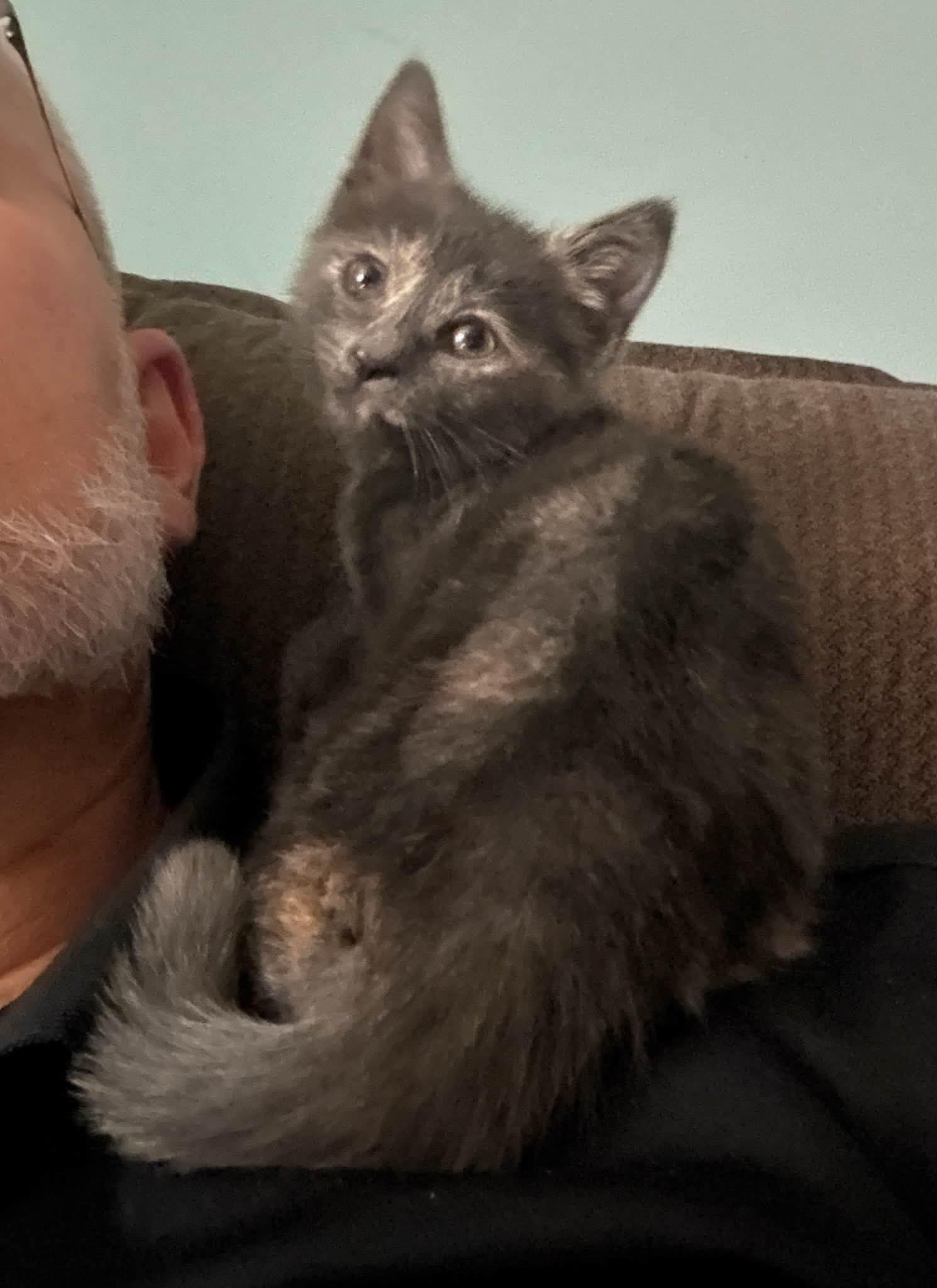 Enlarge Toonces, a Adoptable Domestic Medium Hair in Philadelphia, PA image 5/6