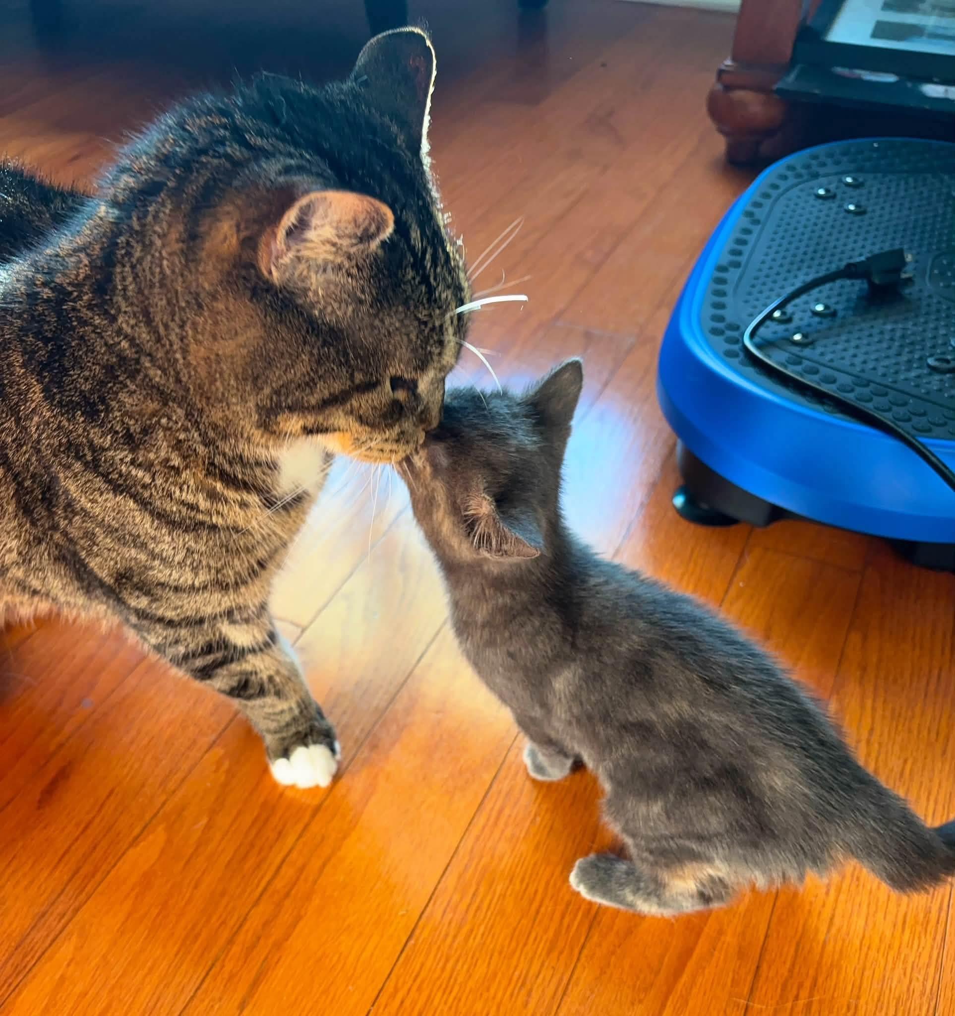 Enlarge Toonces, a Adoptable Domestic Medium Hair in Philadelphia, PA image 6/6