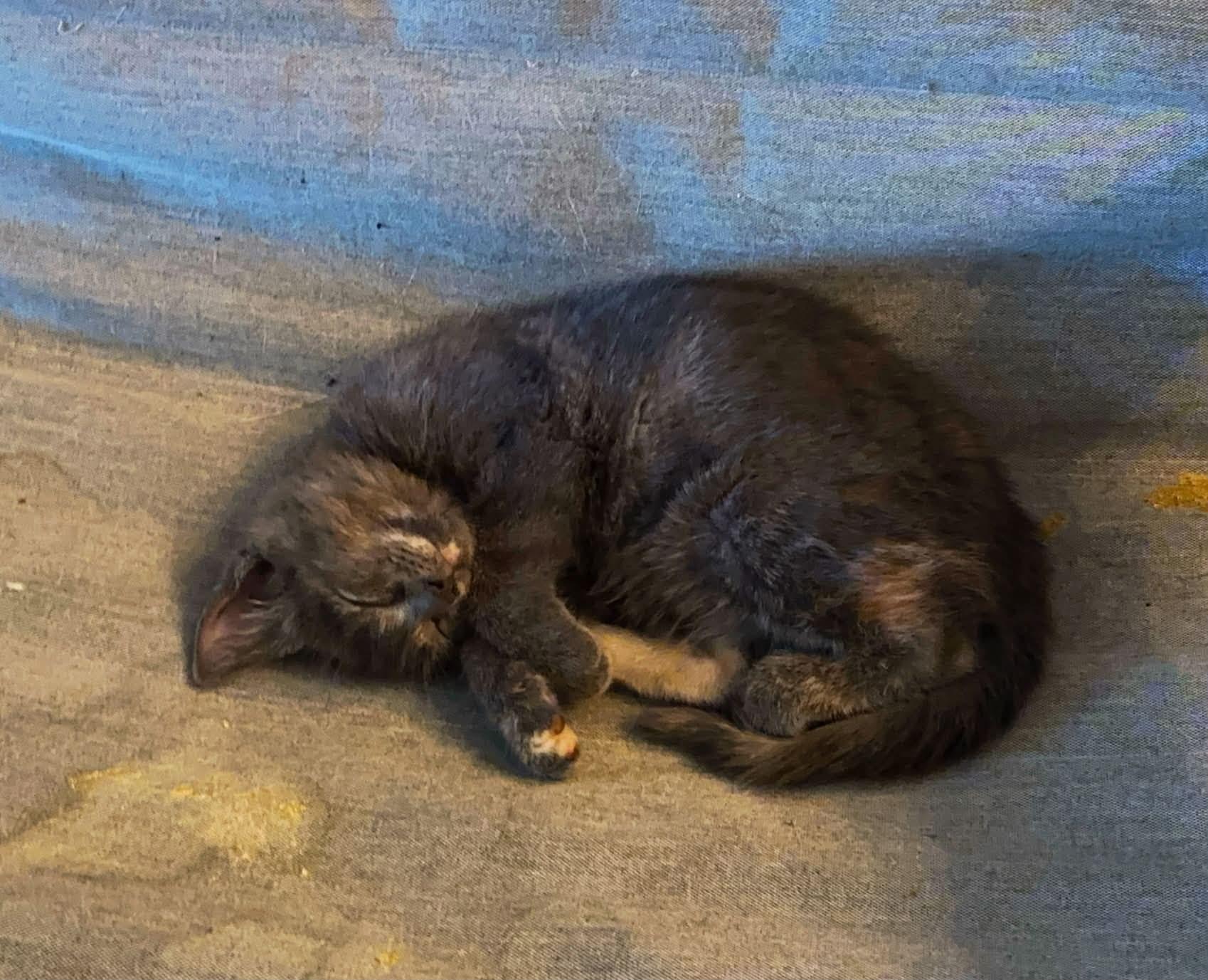 Enlarge Toonces, a Adoptable Domestic Medium Hair in Philadelphia, PA image 3/6