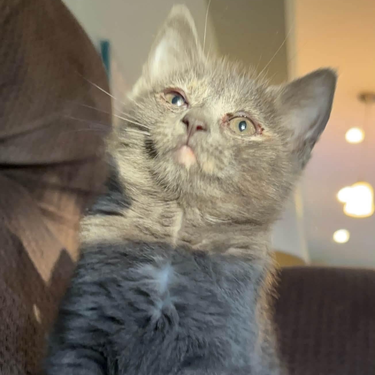 Enlarge Toonces, a Adoptable Domestic Medium Hair in Philadelphia, PA image 1/6