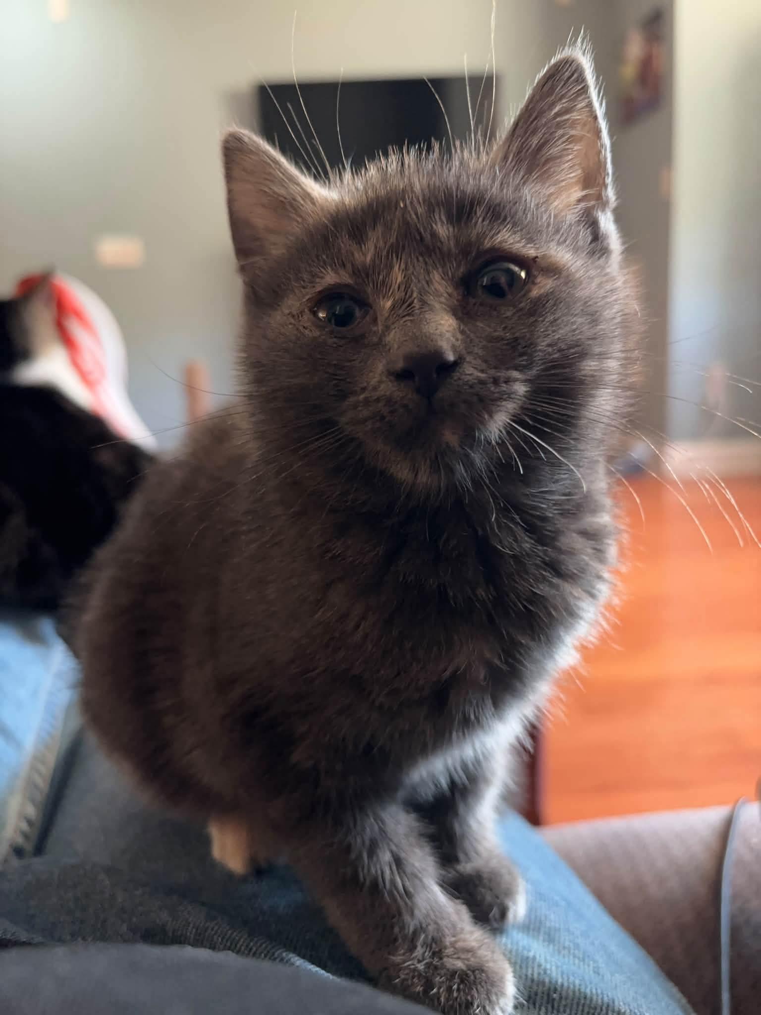 Enlarge Toonces, a Adoptable Domestic Medium Hair in Philadelphia, PA image 2/6