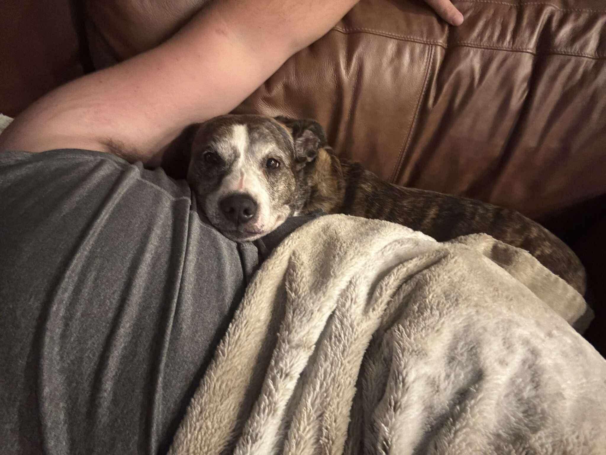 Cesar, Adoptable, Senior Male Boxer.