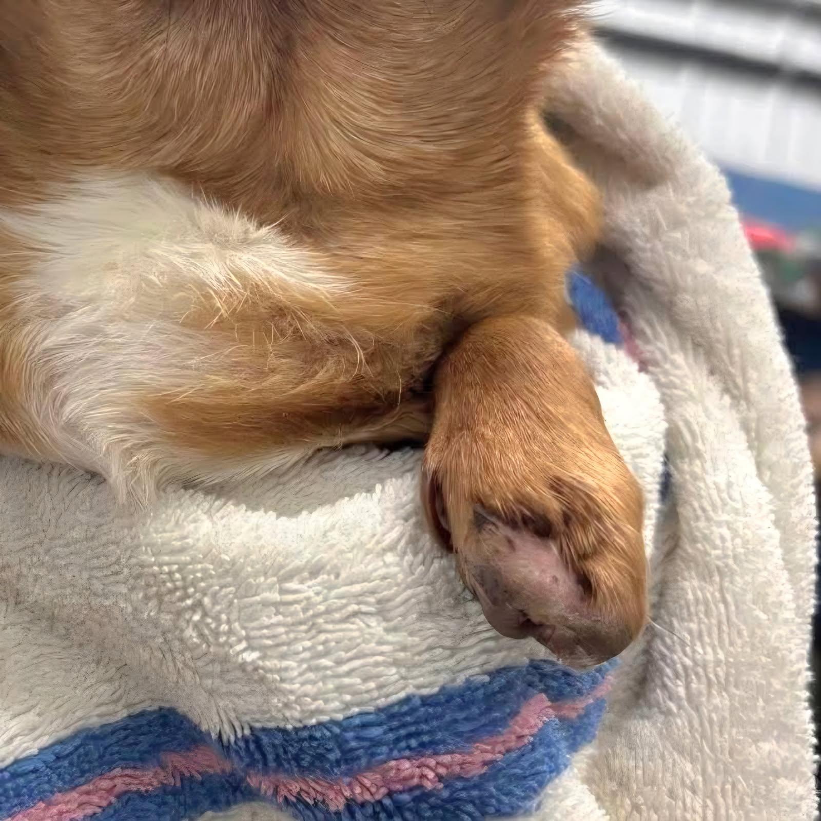 Enlarge Little Foot, an adopted Chihuahua in Salamanca, NY image 4/4