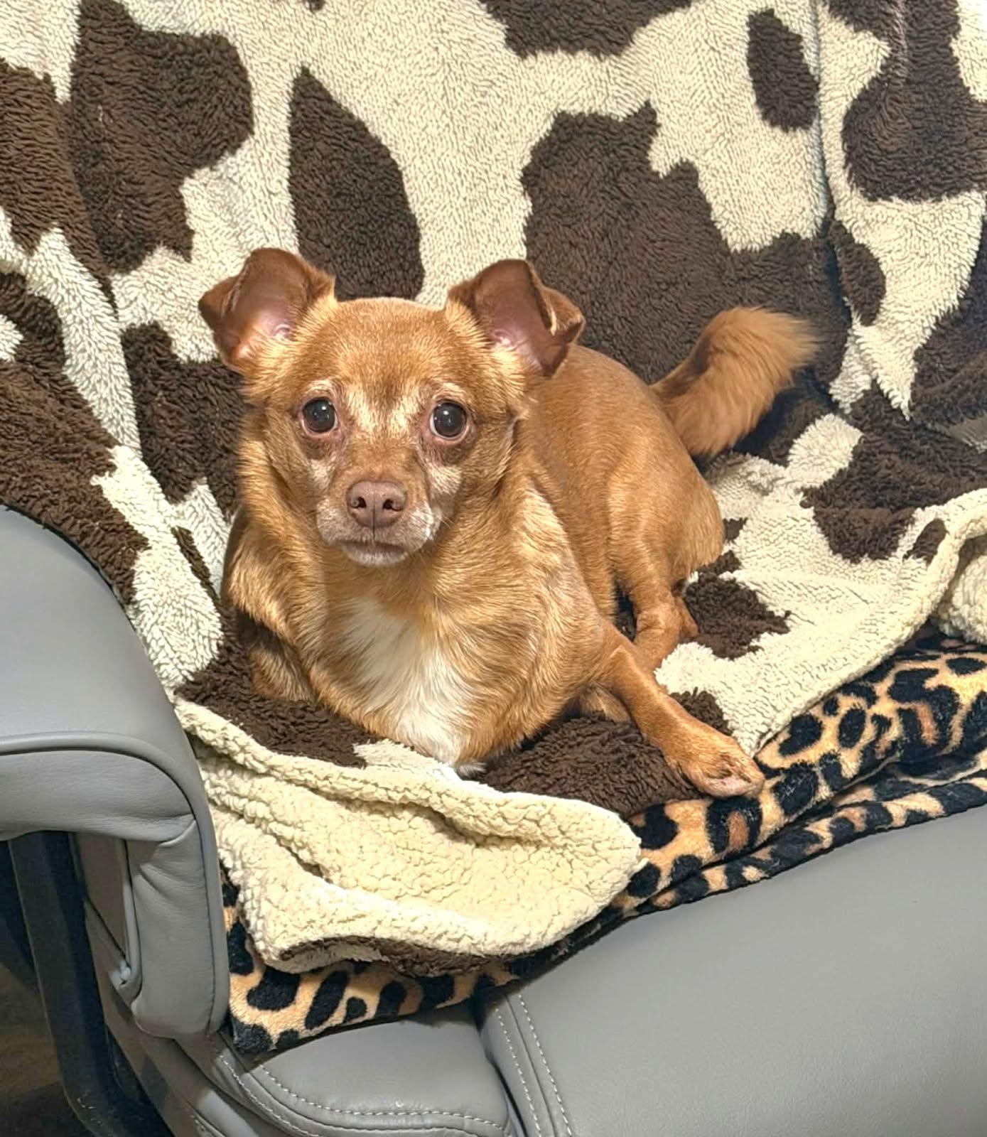 Chihuahuas for Adoption in Bradford, Pennsylvania | Petfinder