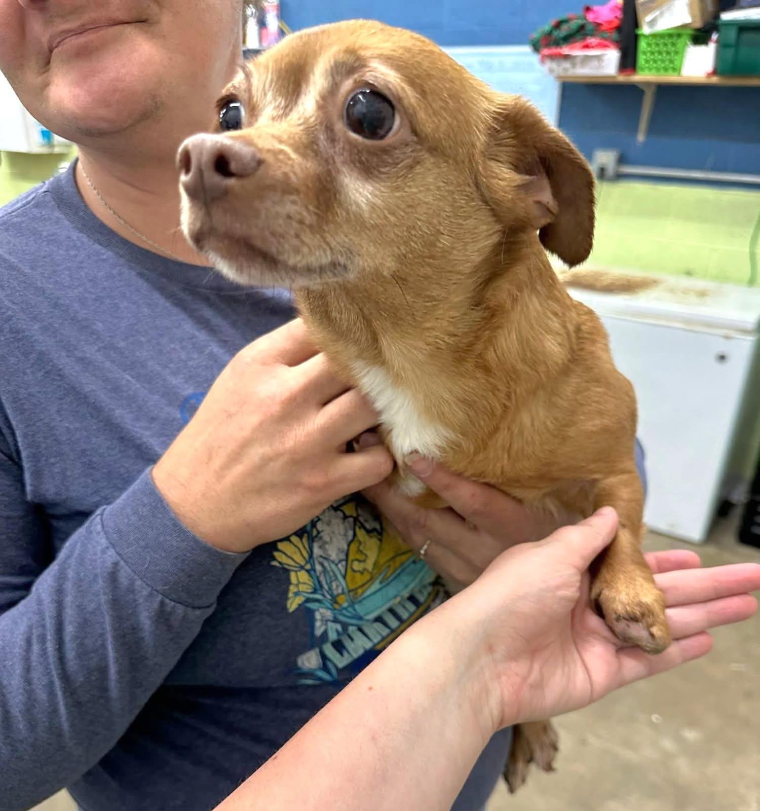 Enlarge Little Foot, an adopted Chihuahua in Salamanca, NY image 3/4