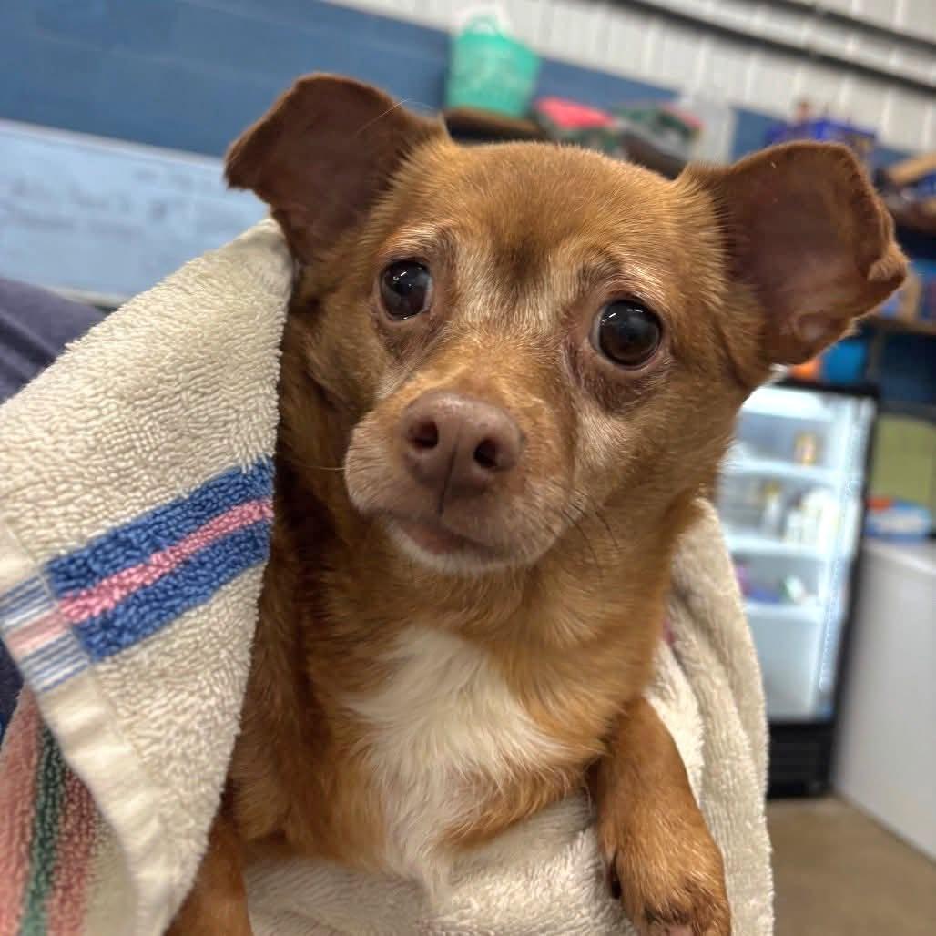 Enlarge Little Foot, an adopted Chihuahua in Salamanca, NY image 2/4