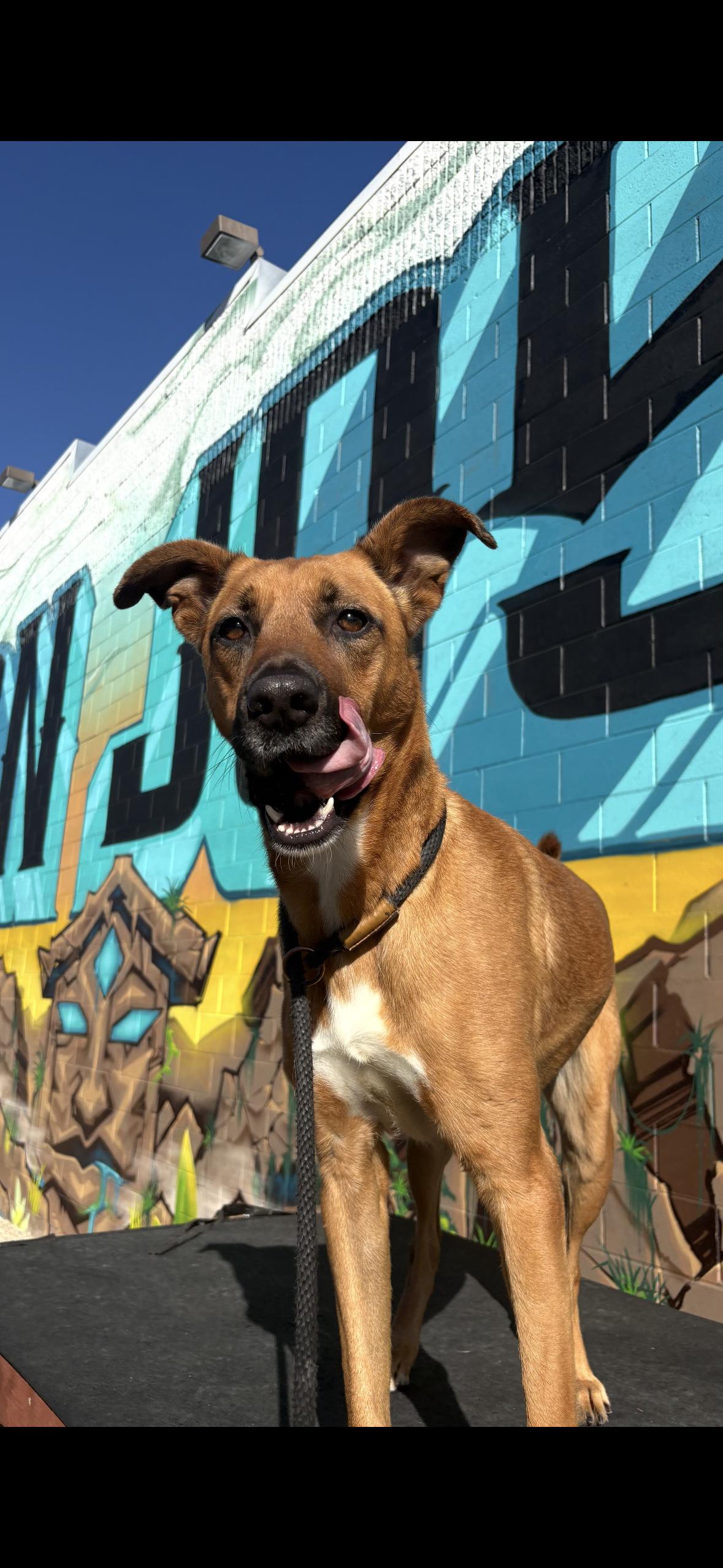 Enlarge Nadia, an adopted mixed breed in Hayward, CA image 3/5