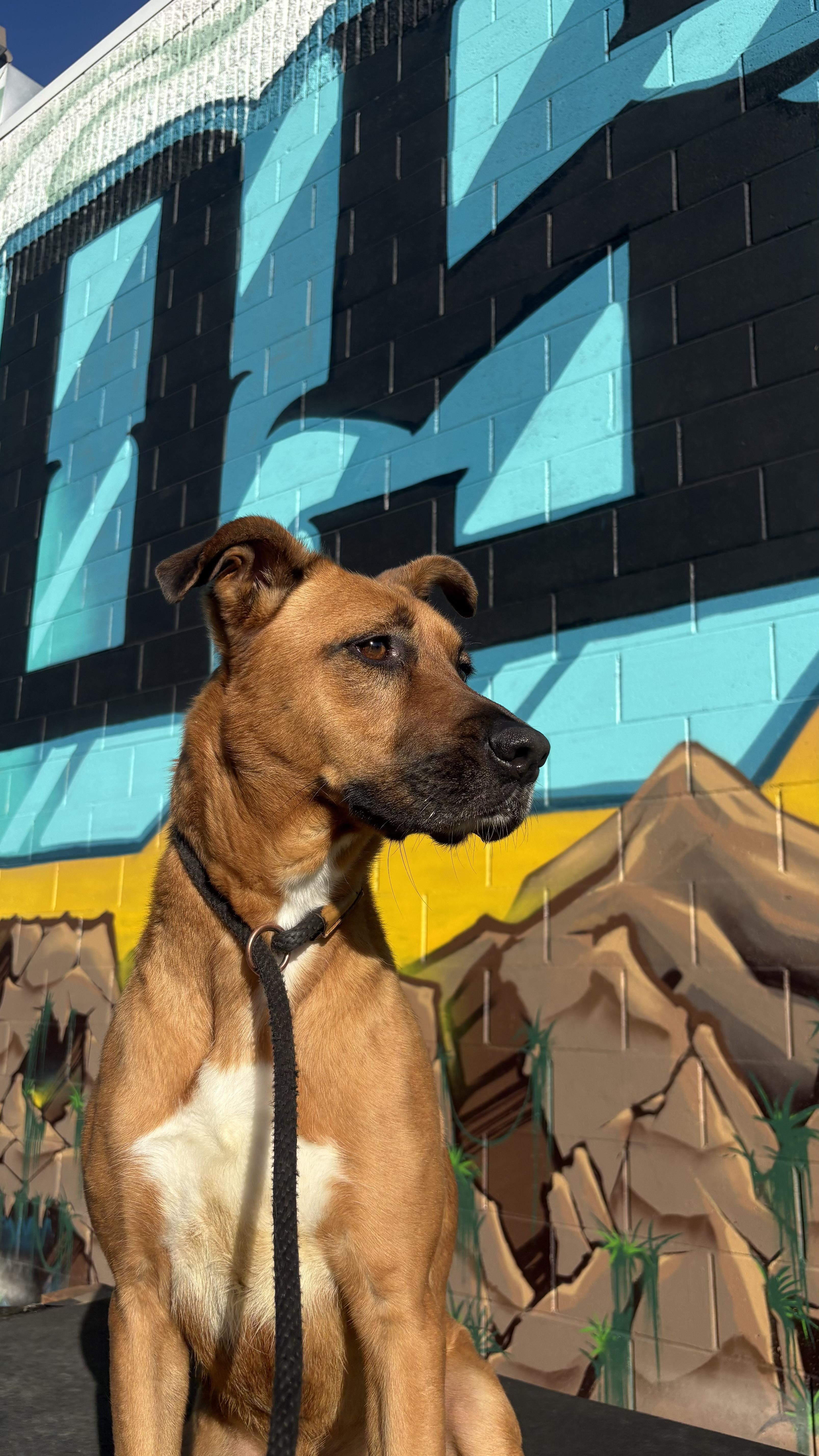 Enlarge Nadia, an adopted mixed breed in Hayward, CA image 2/5