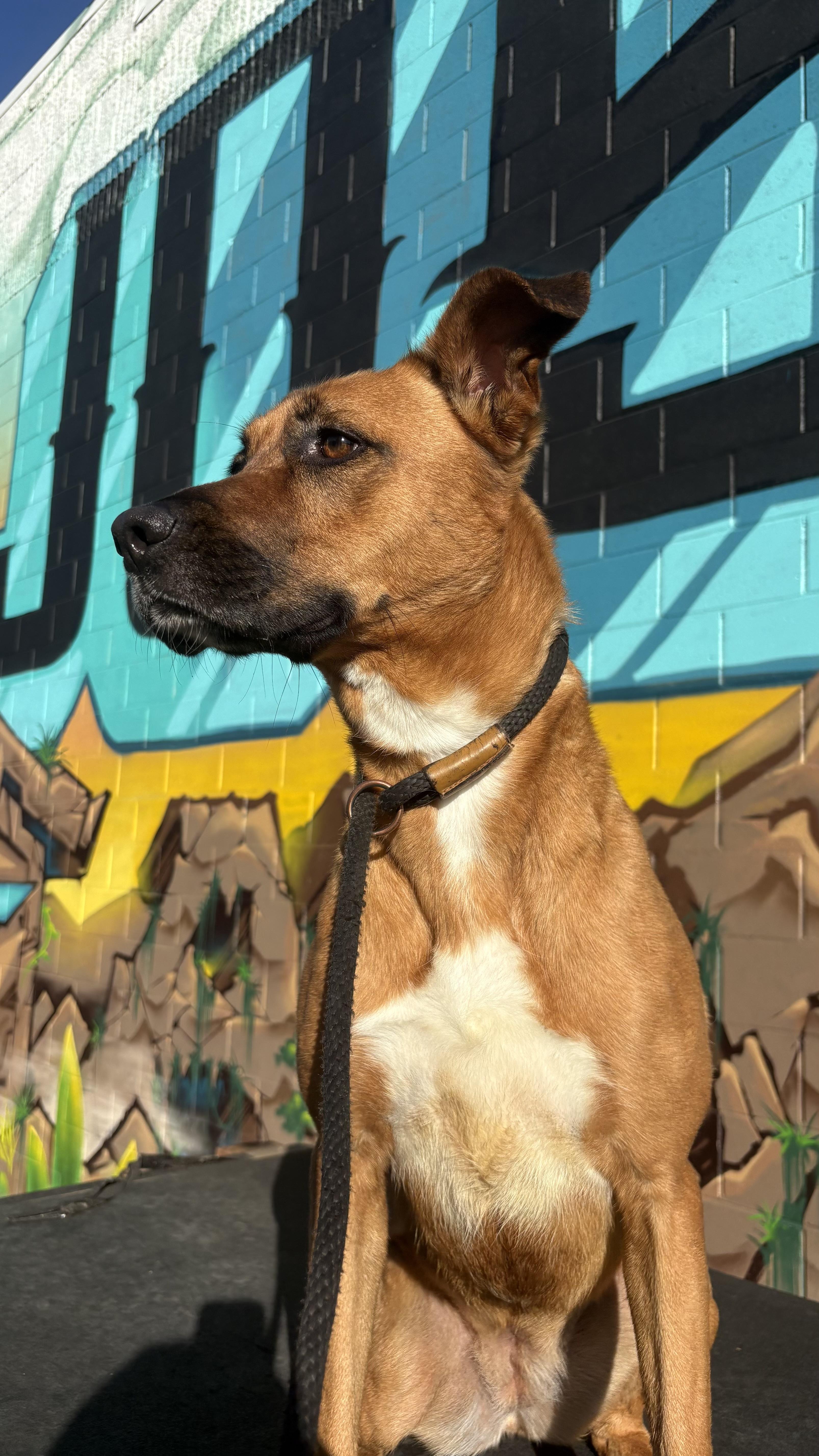 Enlarge Nadia, an adopted mixed breed in Hayward, CA image 5/5