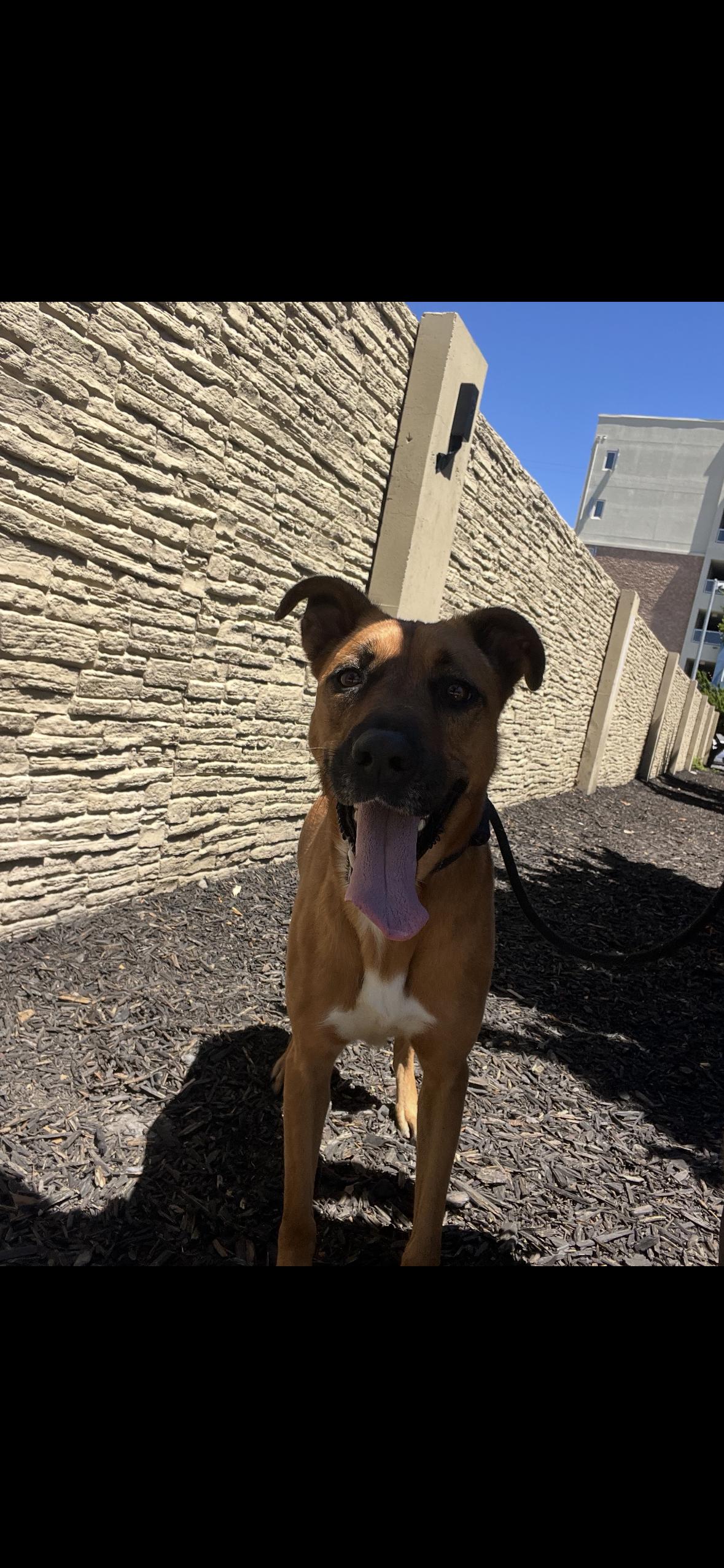 Enlarge Nadia, an adopted mixed breed in Hayward, CA image 4/5