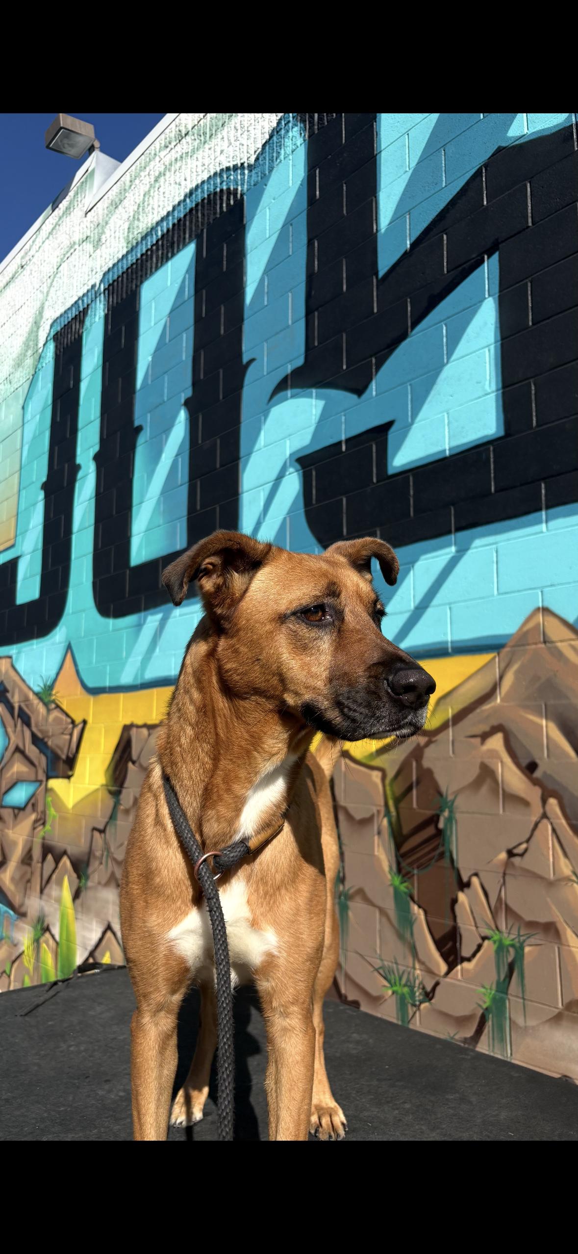 Nadia, adopted, Young Female German Shepherd Dog.