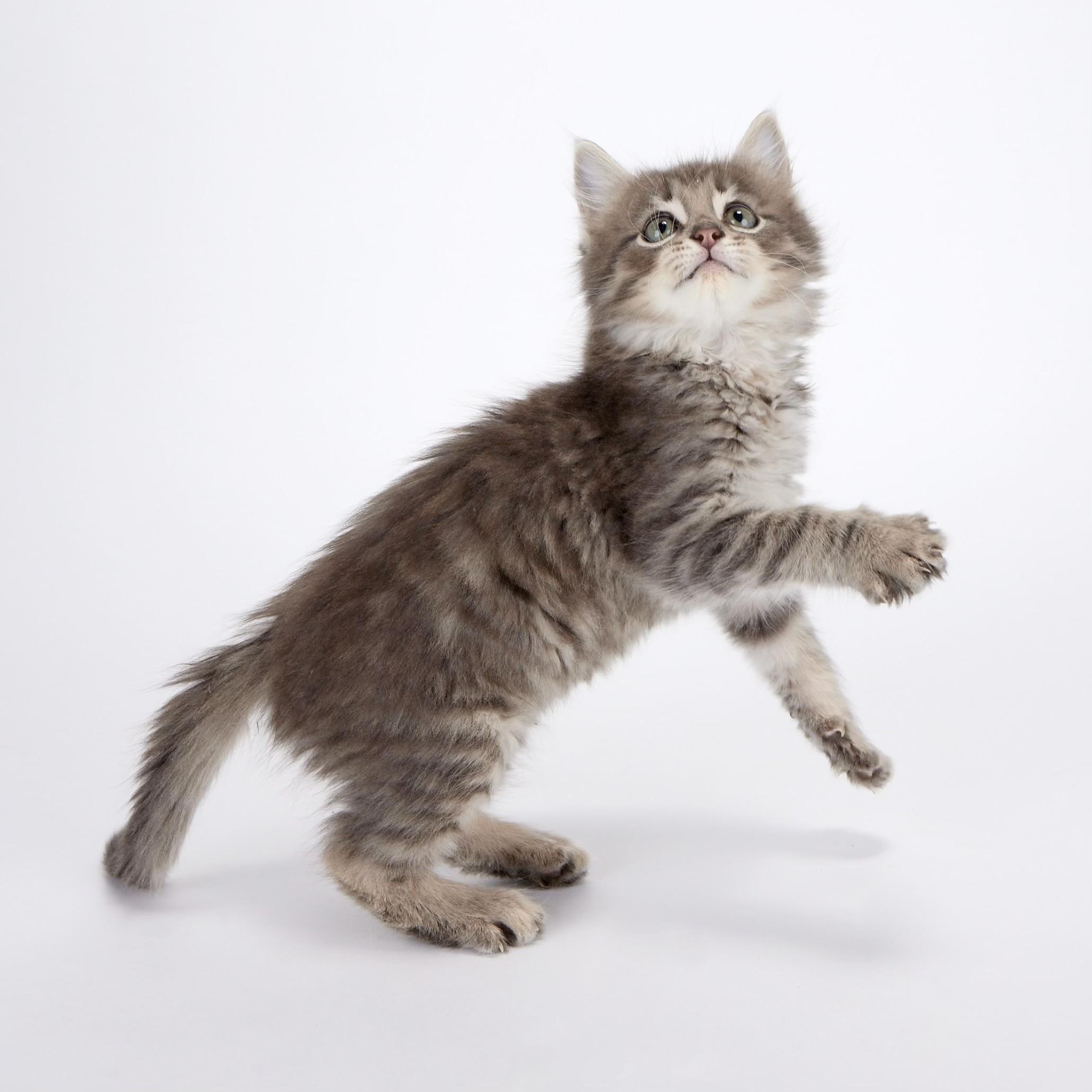 Apollo (Artemis’ brother) - Coming Soon!