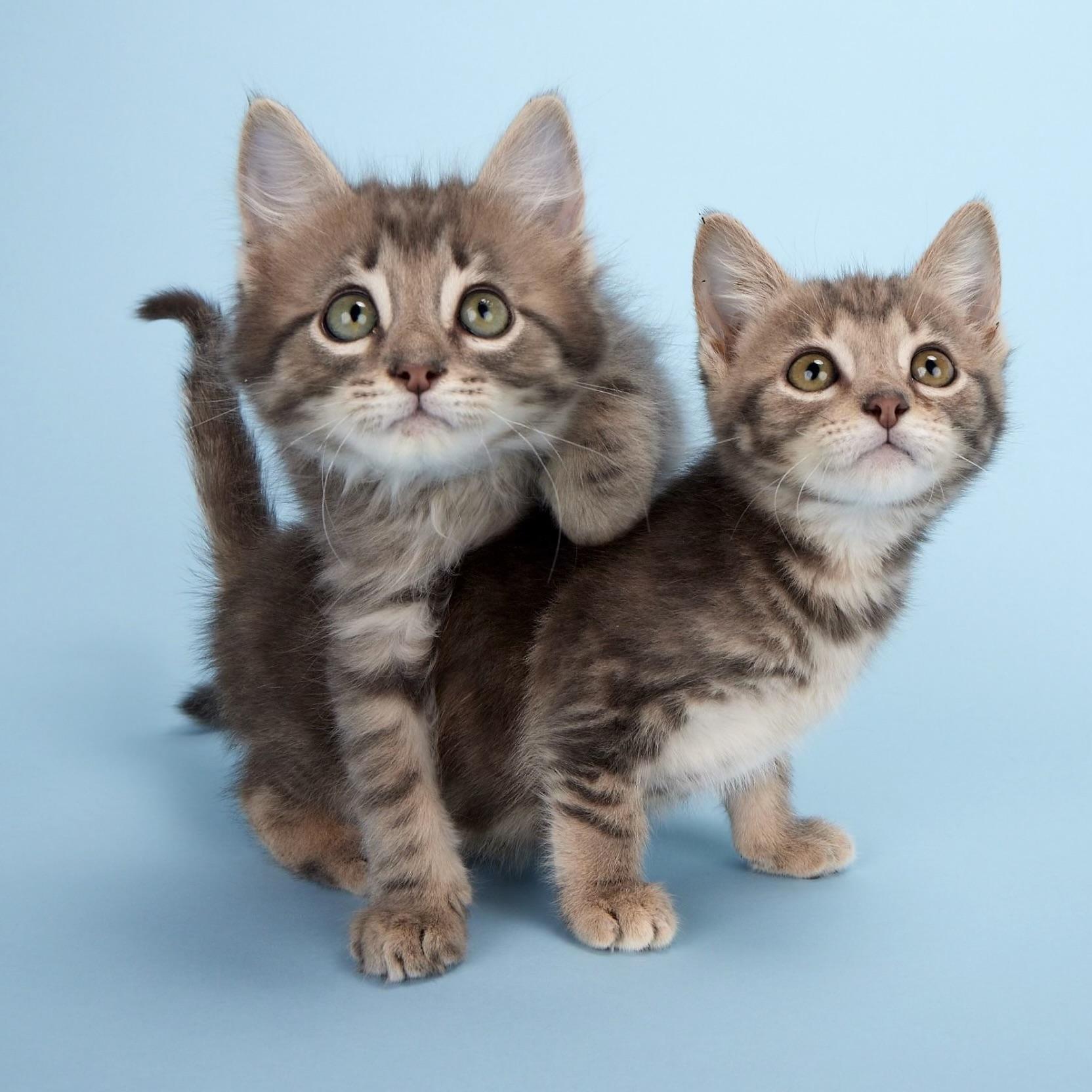 Apollo (Artemis’ brother) - Coming Soon!