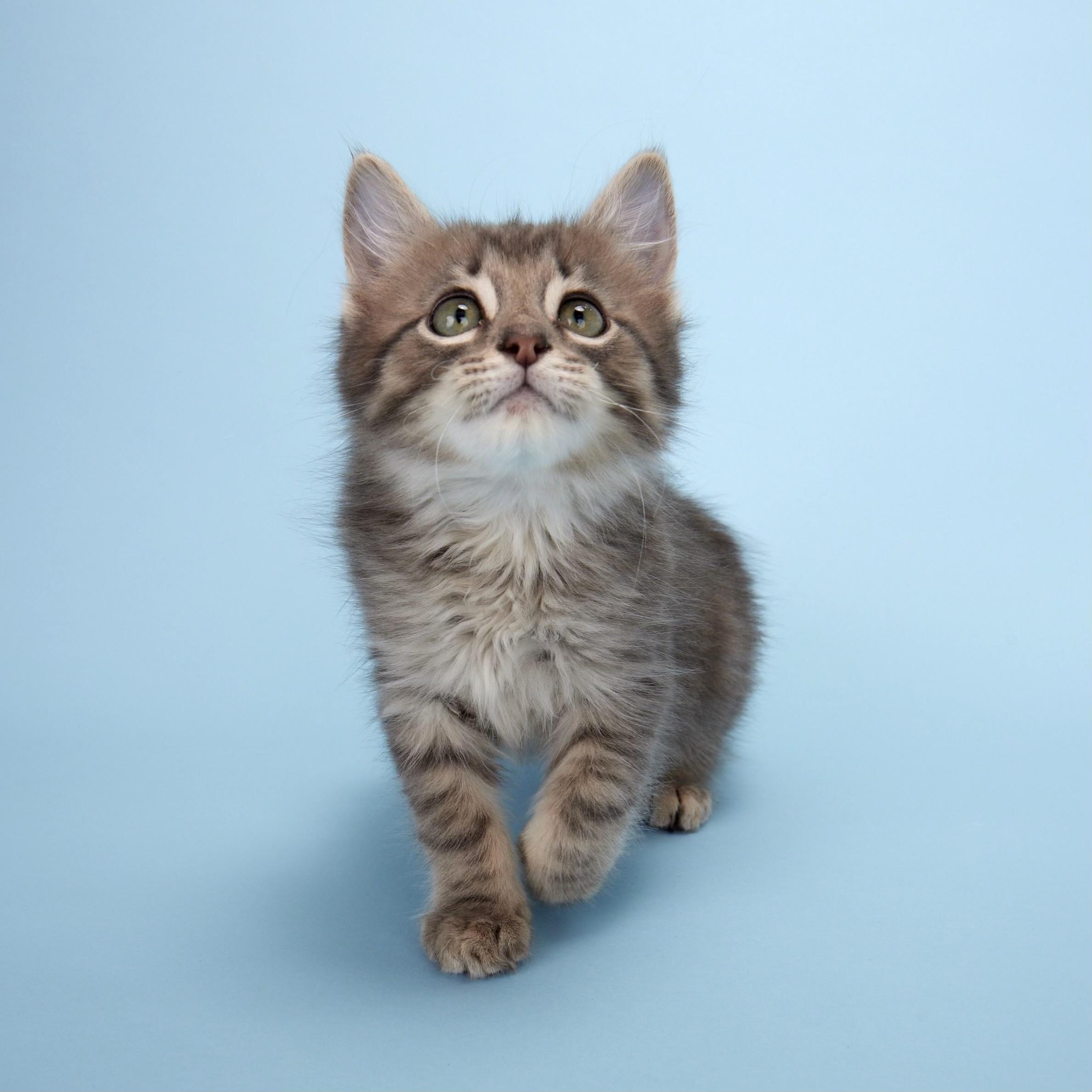 Apollo (Artemis’ brother) - Coming Soon!