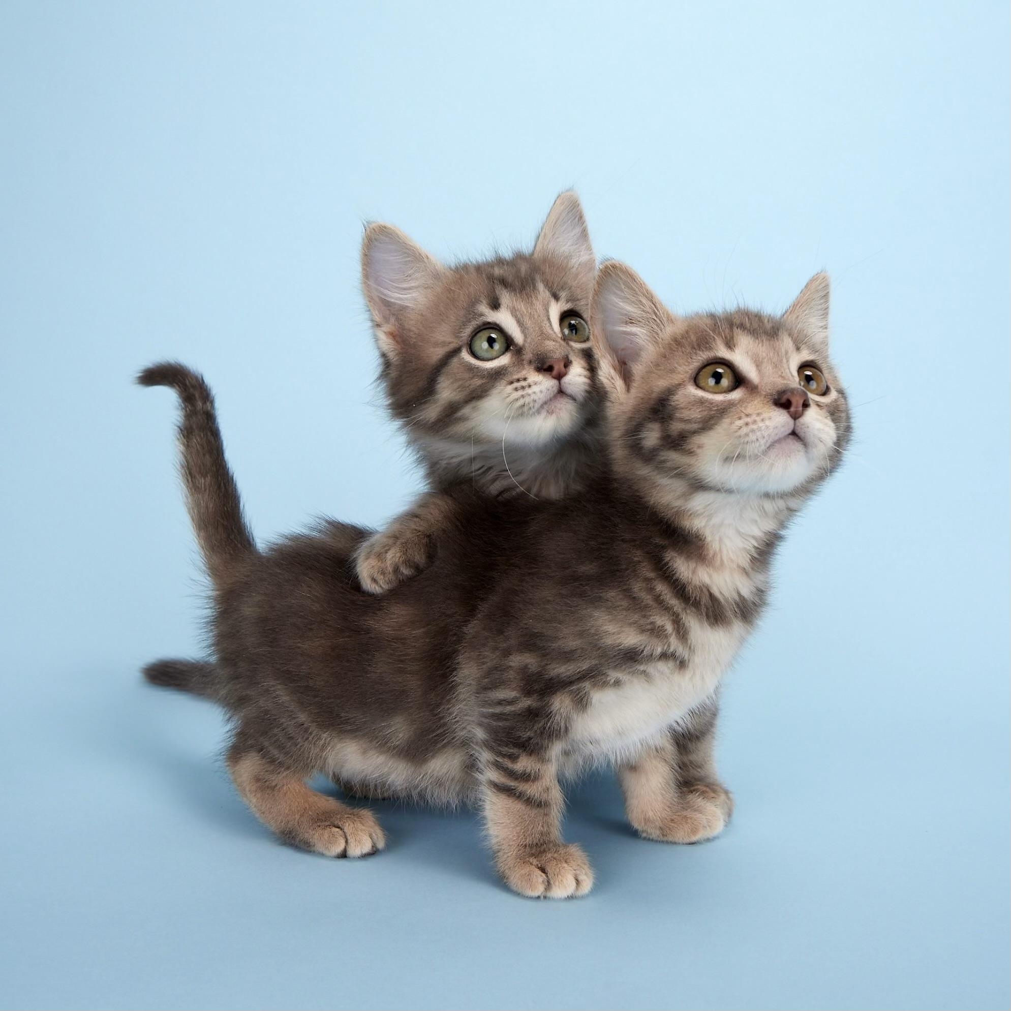 Apollo (Artemis’ brother) - Coming Soon!