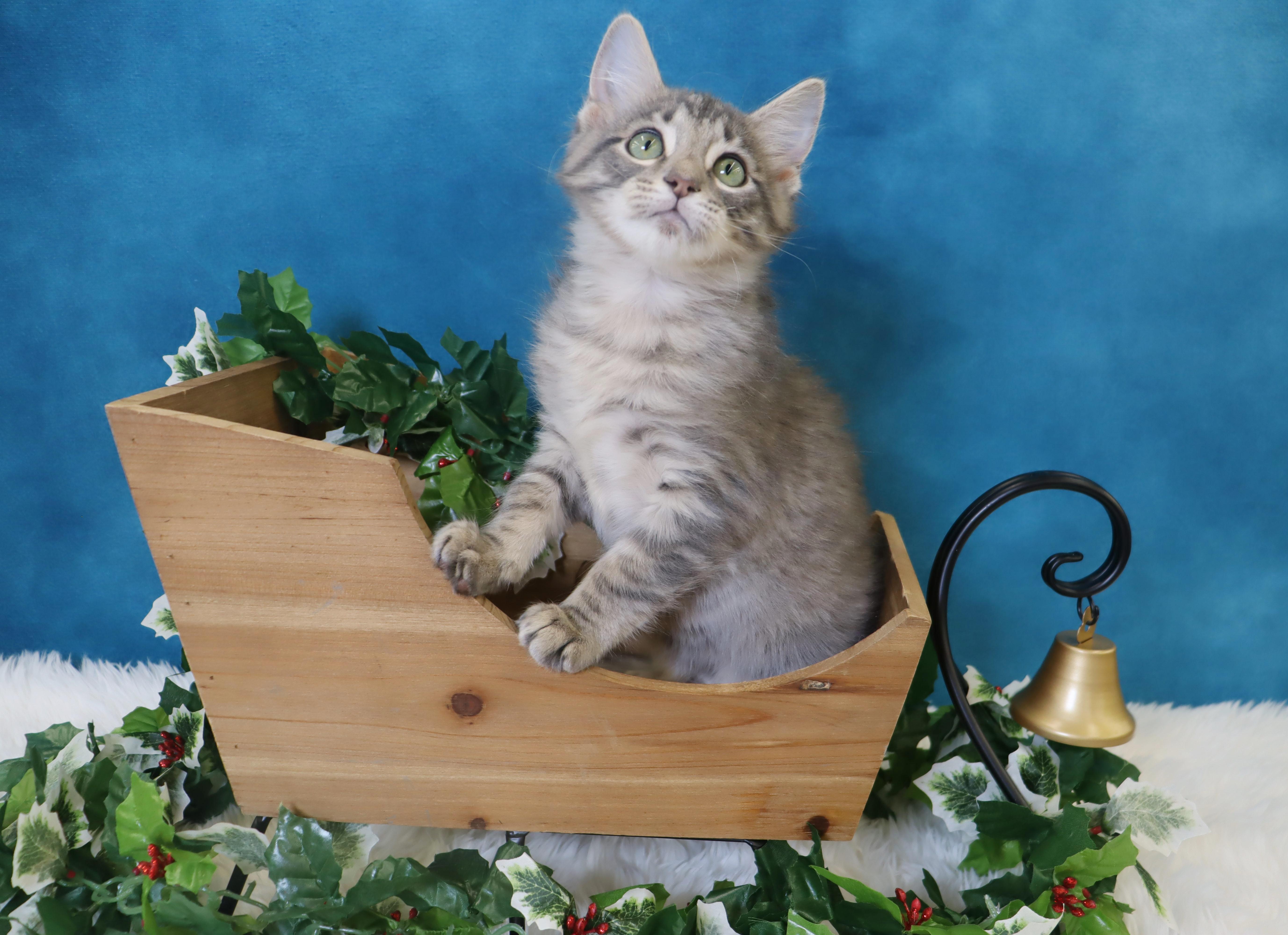 Enlarge Apollo (Artemis’ brother), an adopted Domestic Medium Hair in League City, TX image 3/6