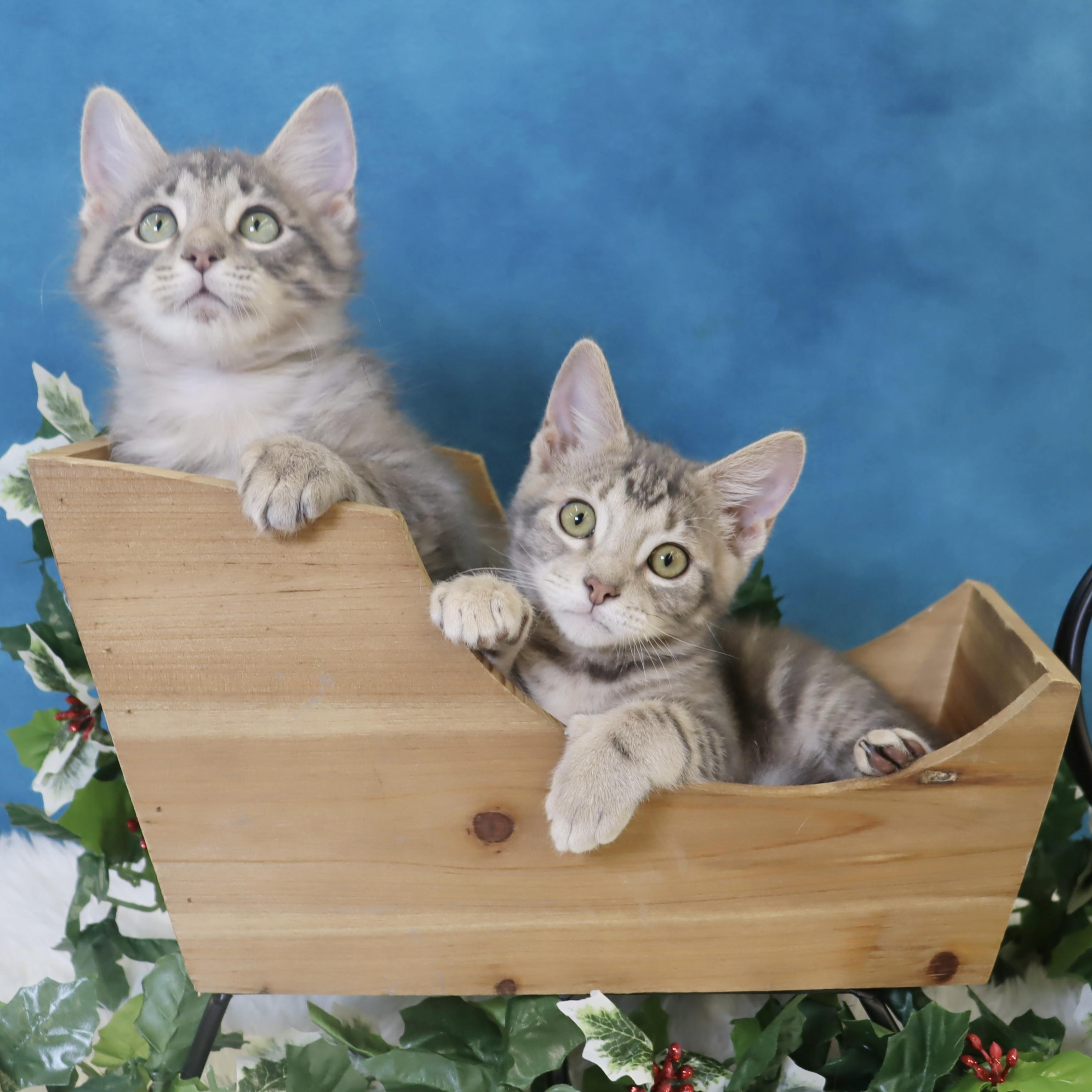 Enlarge Apollo (Artemis’ brother), an adopted Domestic Medium Hair in League City, TX image 1/6