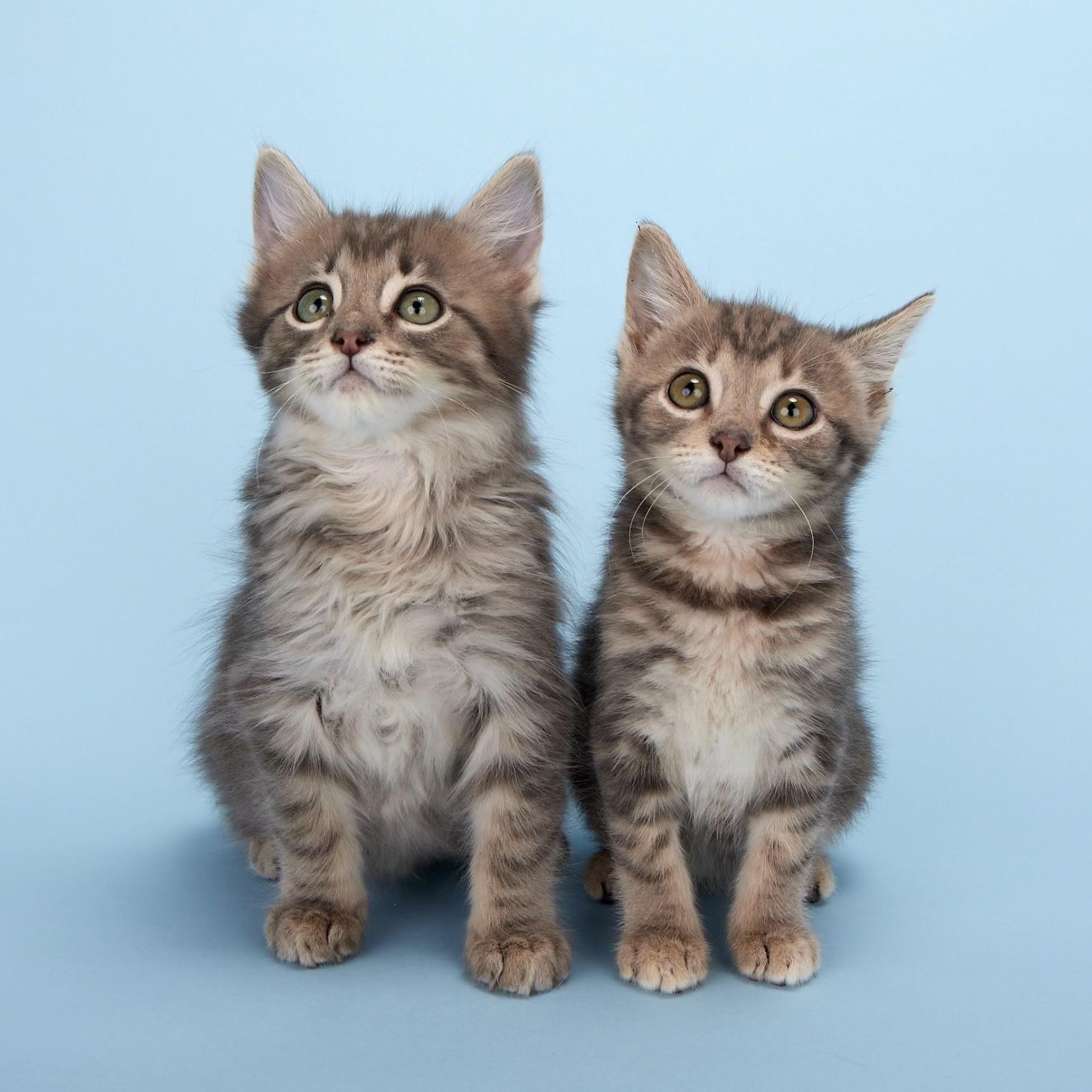 Apollo (Artemis’ brother) - Coming Soon!