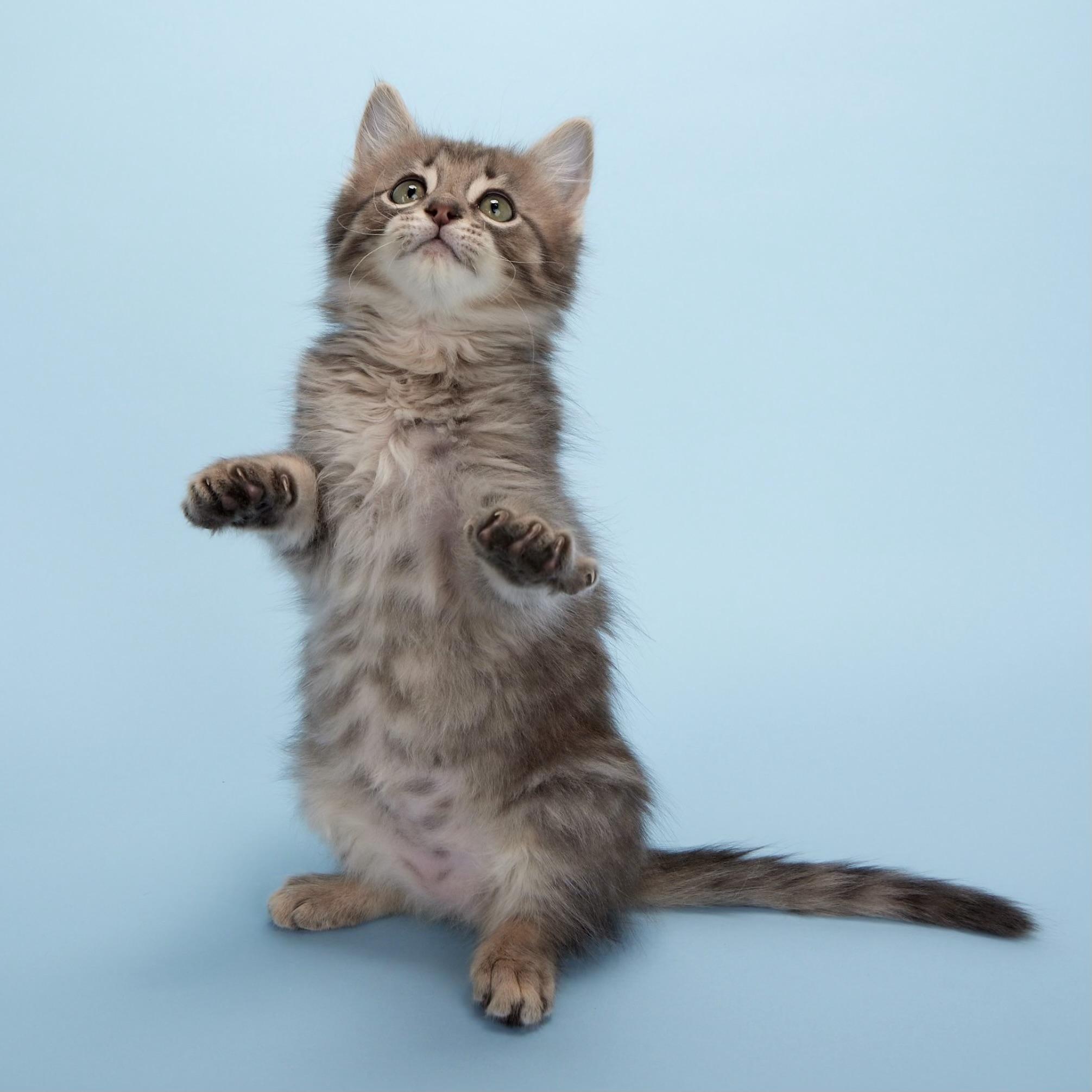 Enlarge Apollo (Artemis’ brother), an adopted Domestic Medium Hair in League City, TX image 5/6