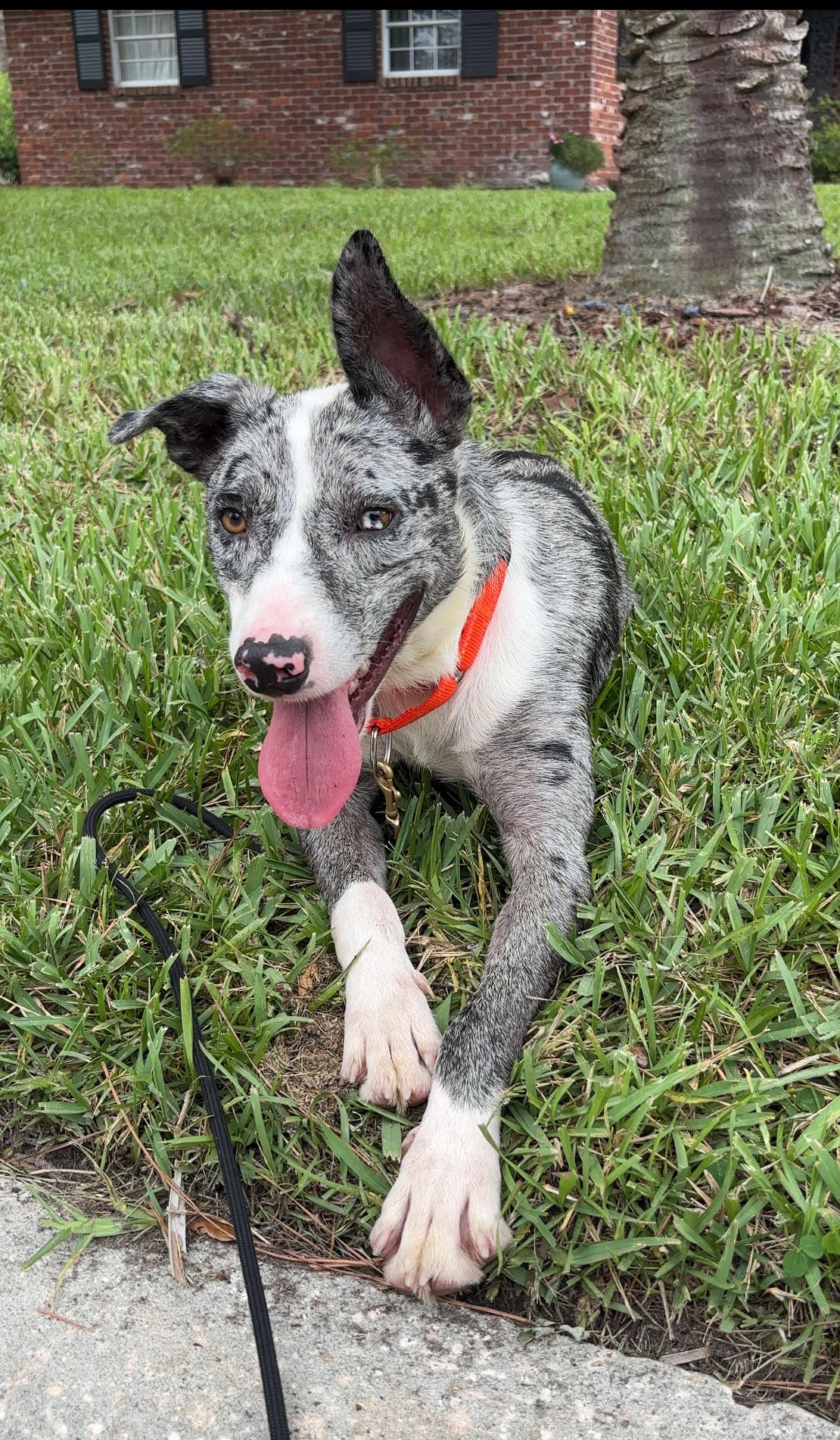 Enlarge Kip, a Adoptable mixed breed in Bradenton, FL image 1/5