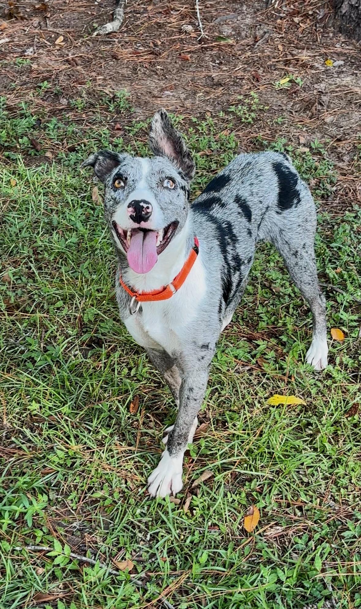 Enlarge Kip, a Adoptable mixed breed in Bradenton, FL image 2/5