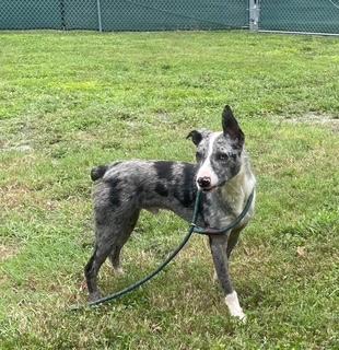 Enlarge Kip, a Adoptable mixed breed in Bradenton, FL image 3/5