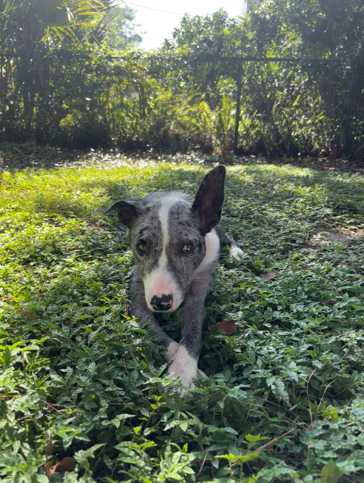 Enlarge Kip, a Adoptable mixed breed in Bradenton, FL image 4/5