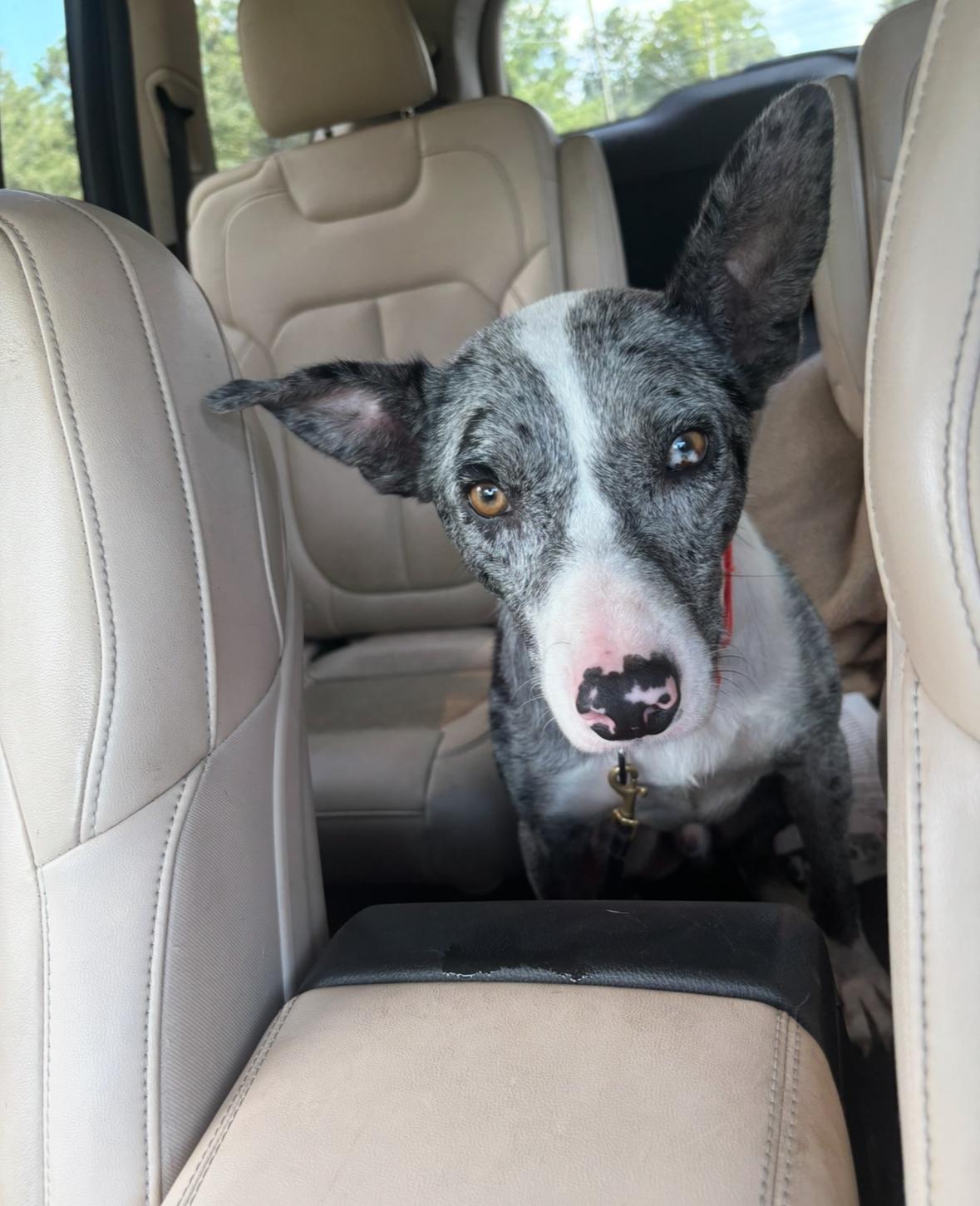 Enlarge Kip, a Adoptable mixed breed in Bradenton, FL image 5/5