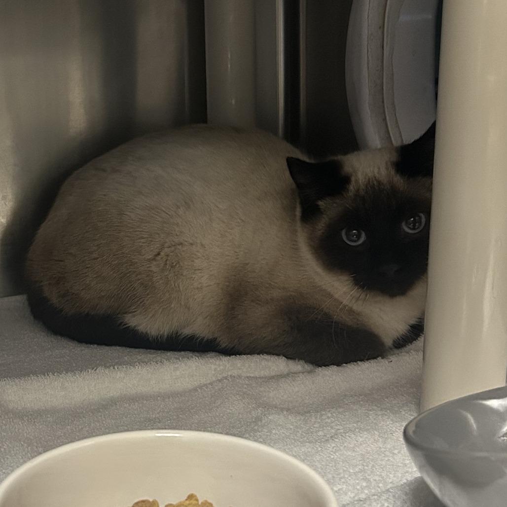 Enlarge Elvis Presley, a Adoptable Domestic Short Hair in Cheyenne, WY image 1/2