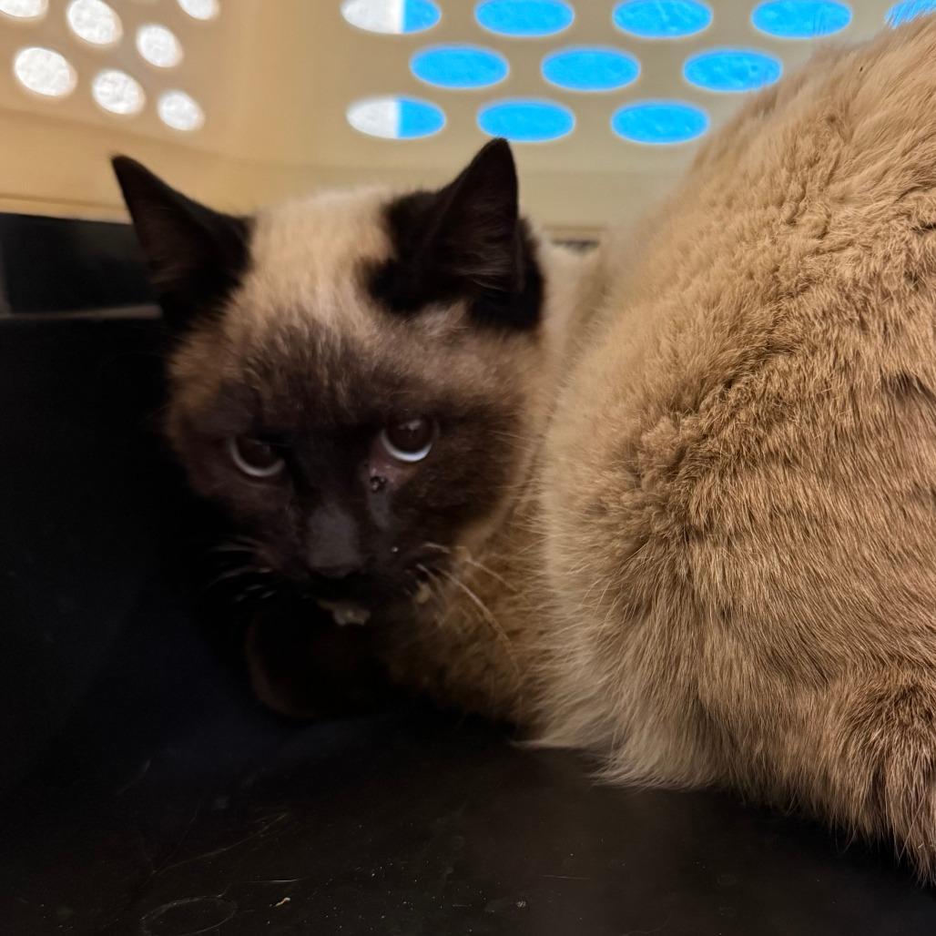 Enlarge Elvis Presley, a Adoptable Domestic Short Hair in Cheyenne, WY image 2/2