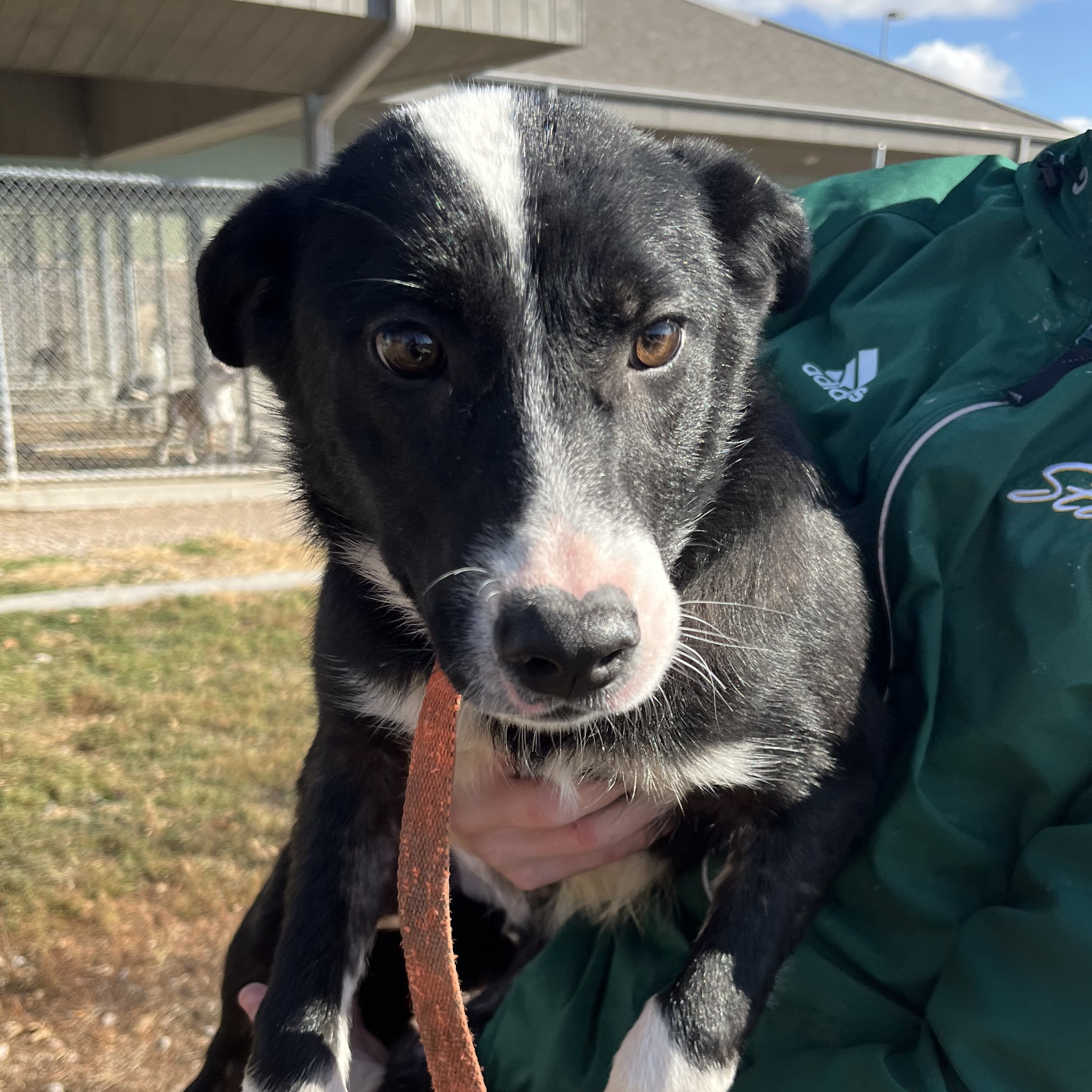Kearney Animal Shelter - cbug2t5